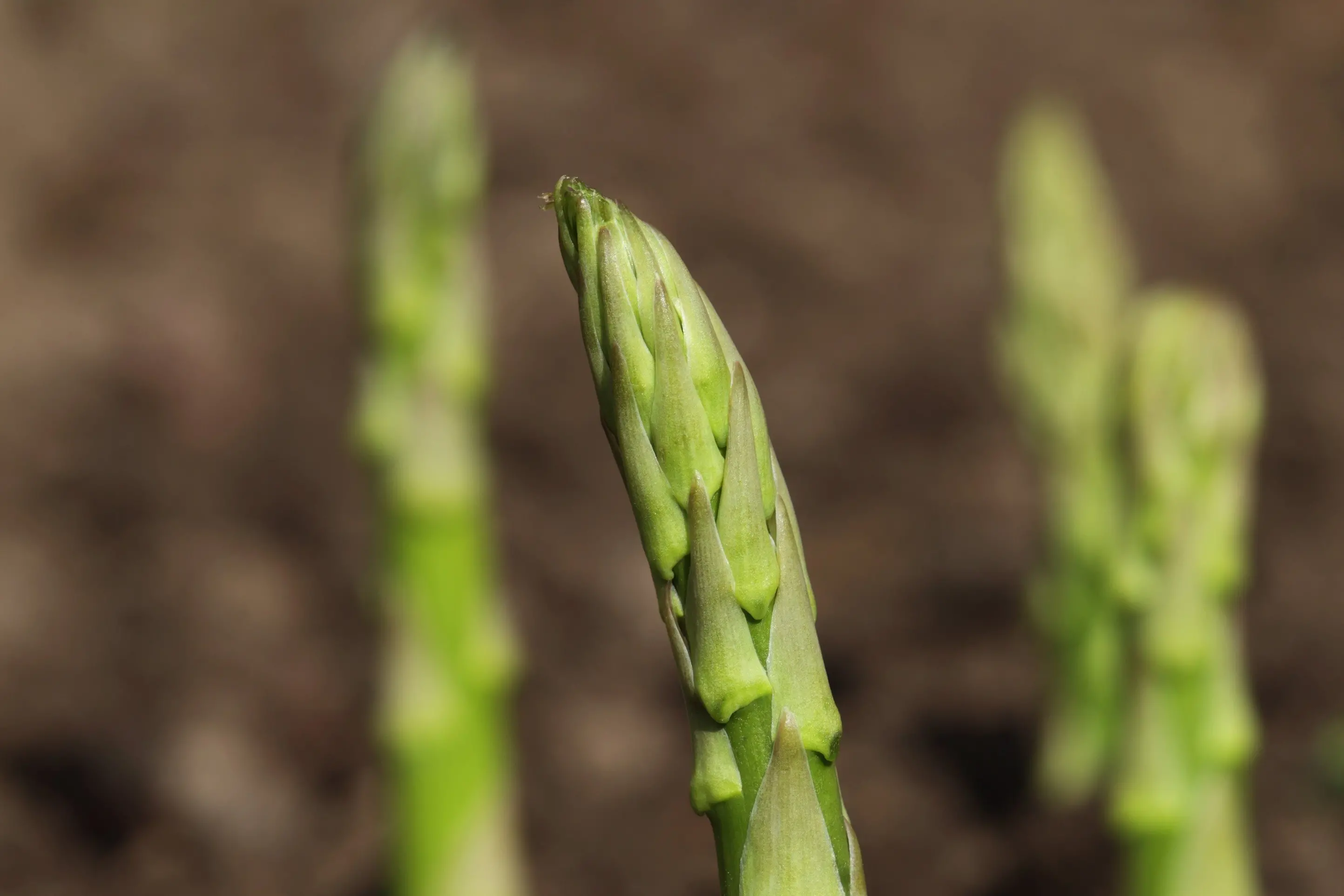 Spring brings green shoots of various kinds. Photo: Getty Images