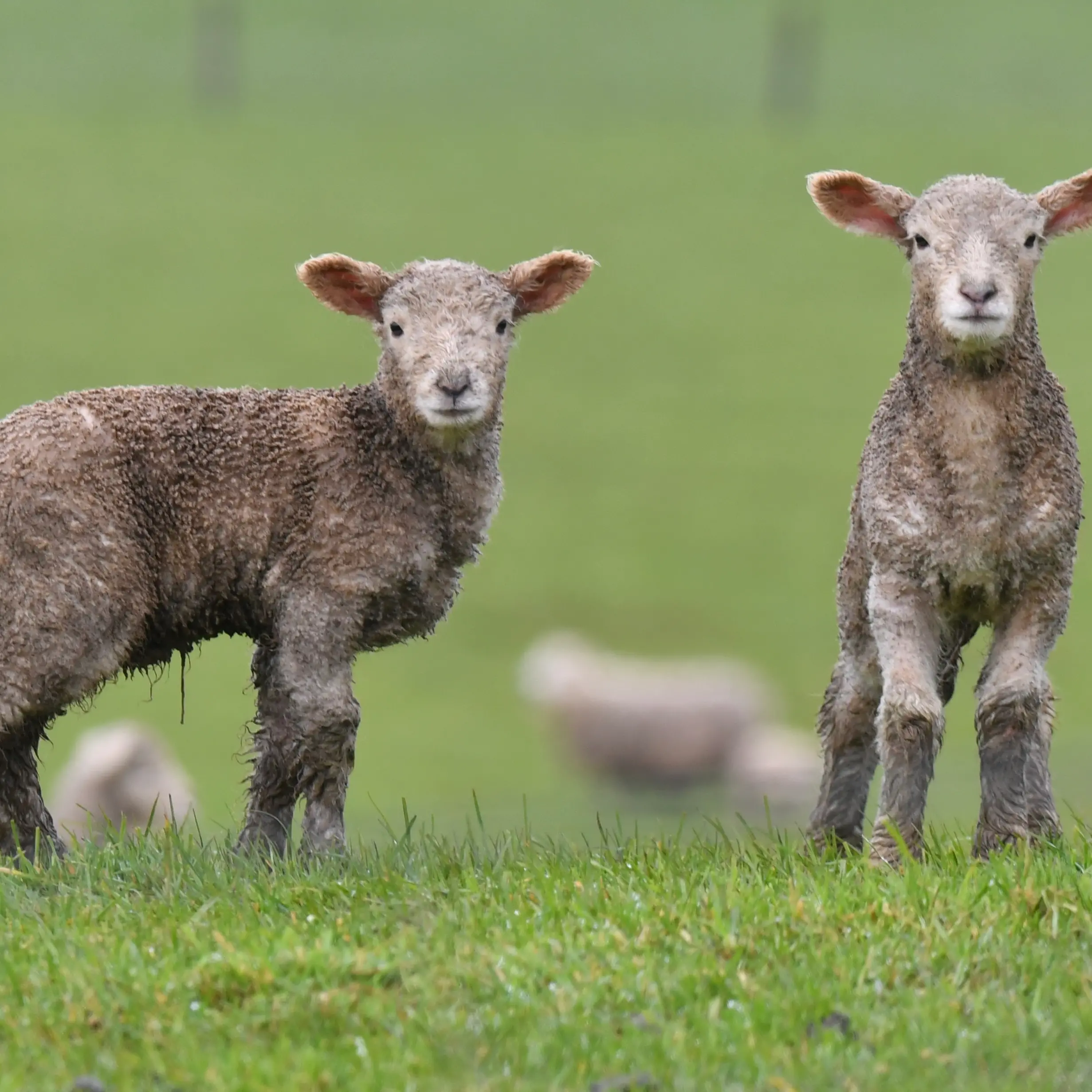 Southland farmers endure frigid start to season as they count up lamb losses