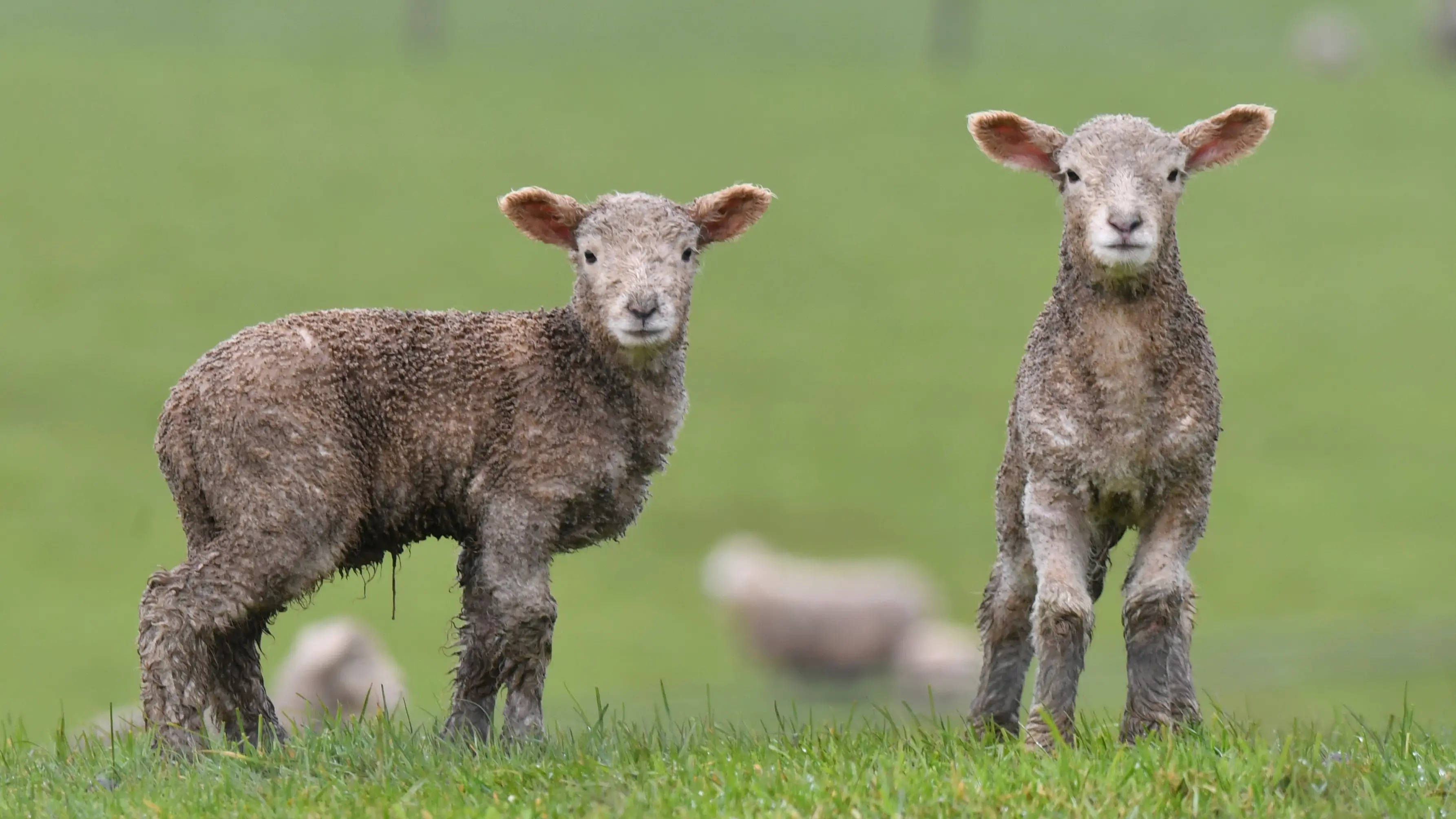 Southland farmers endure frigid start to season as they count up lamb losses