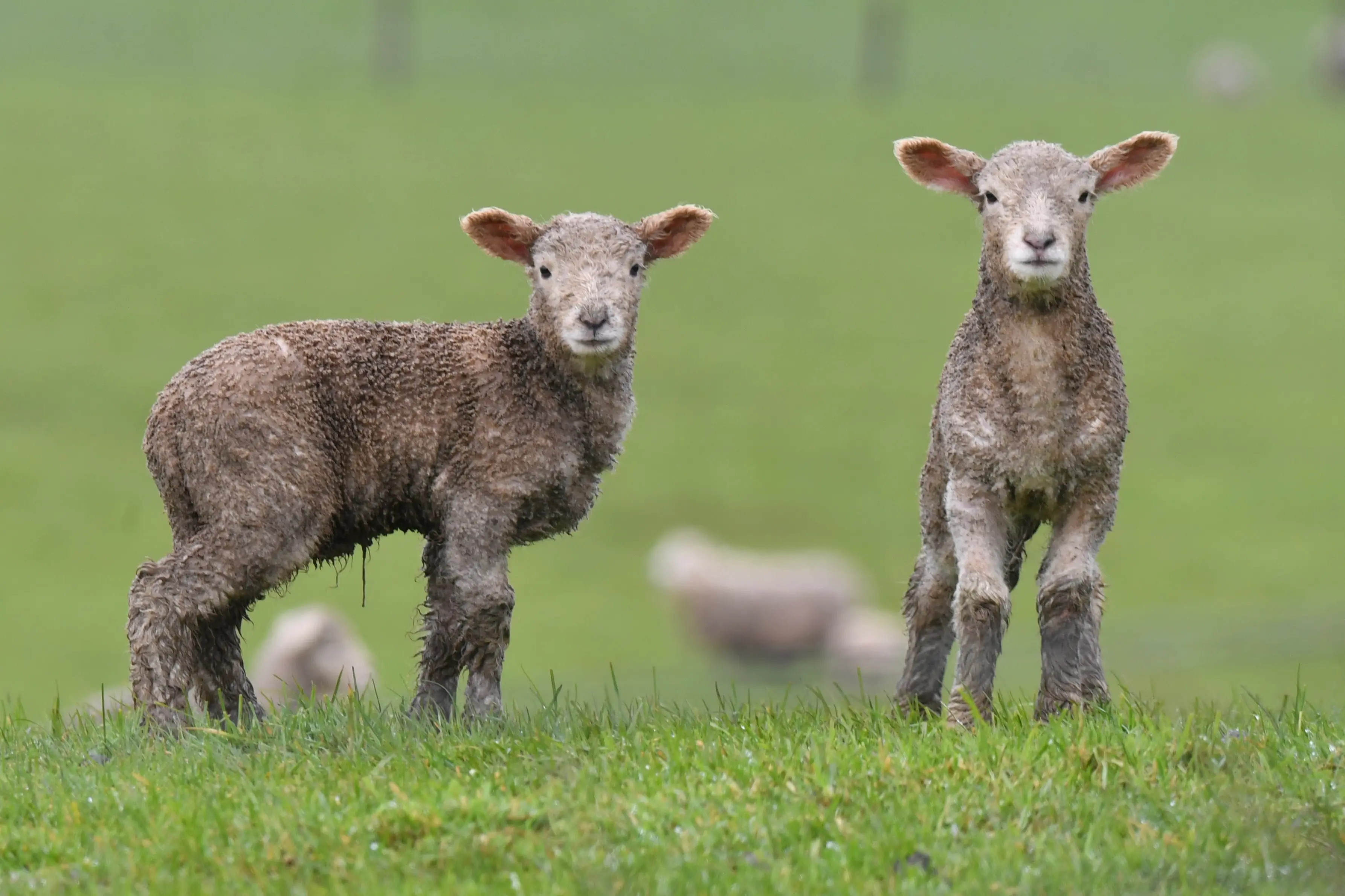A pair of lambs try to keep warm near Mataura. Photo: Stephen Jaquiery