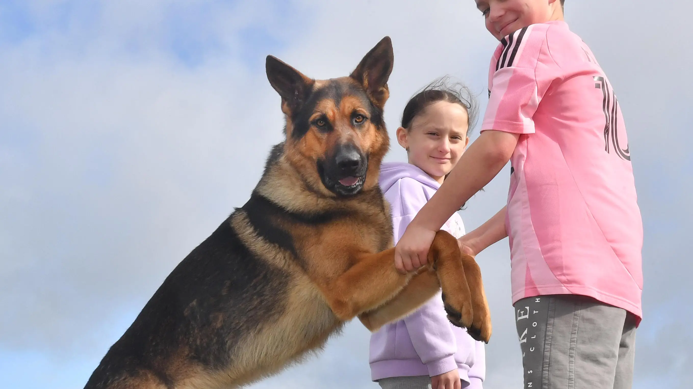 Oscar worthy: Invercargill dog in starring role beside Brad Pitt