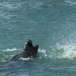 Watch: Octopus violently tossed by sea lion in Otago Harbour