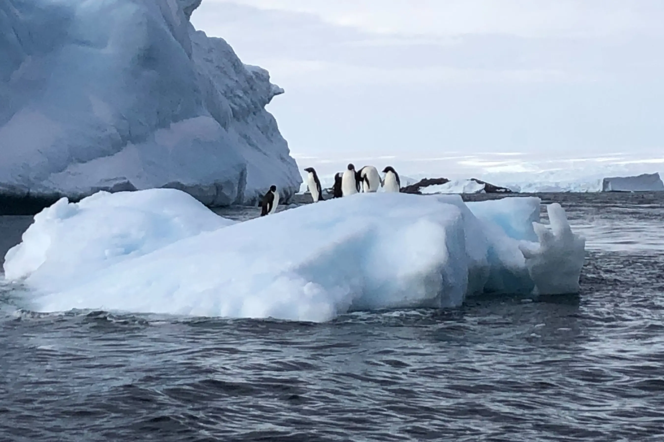 Penguins on top of an iceberg, near Dumont d\\u2019Urville Station, in East Antarctica. Photo: Johan Etourneau