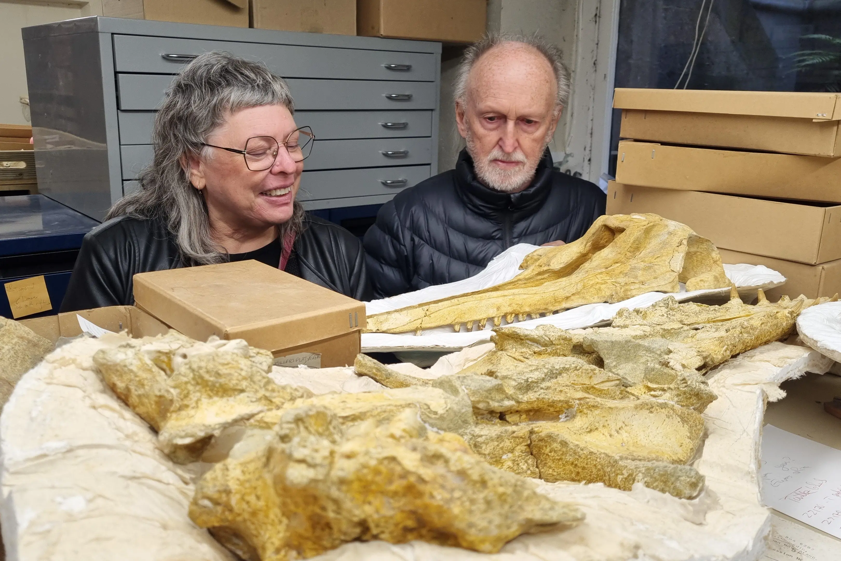 Dr Areta Wilkinson and Mark Adams photograph fossil dolphins from the Waitaki region that are part of the fossil collection in the University of Otago Geology Museum. The fossils are around 24-26 million years old, from the tekaieke limestone near the Maerewhenua river in the Waitaki Valley. Photo: Sophie White, Department of Geology, University of Otago