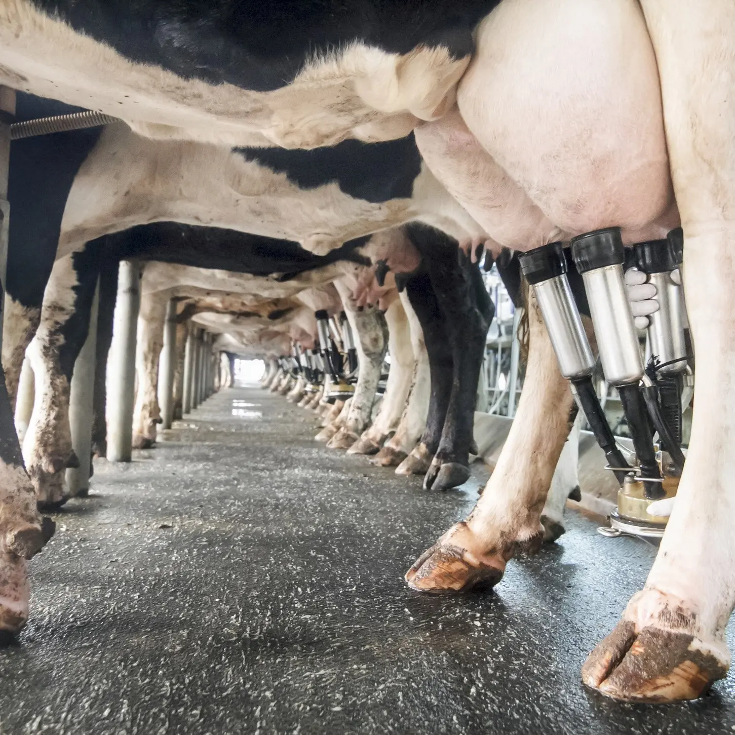 Minimal milk wastage on NZ dairy farms