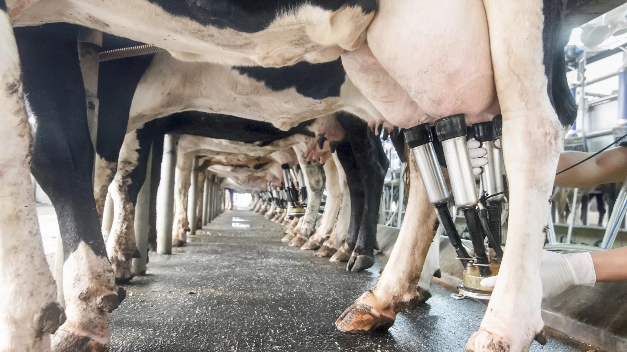 Minimal milk wastage on NZ dairy farms