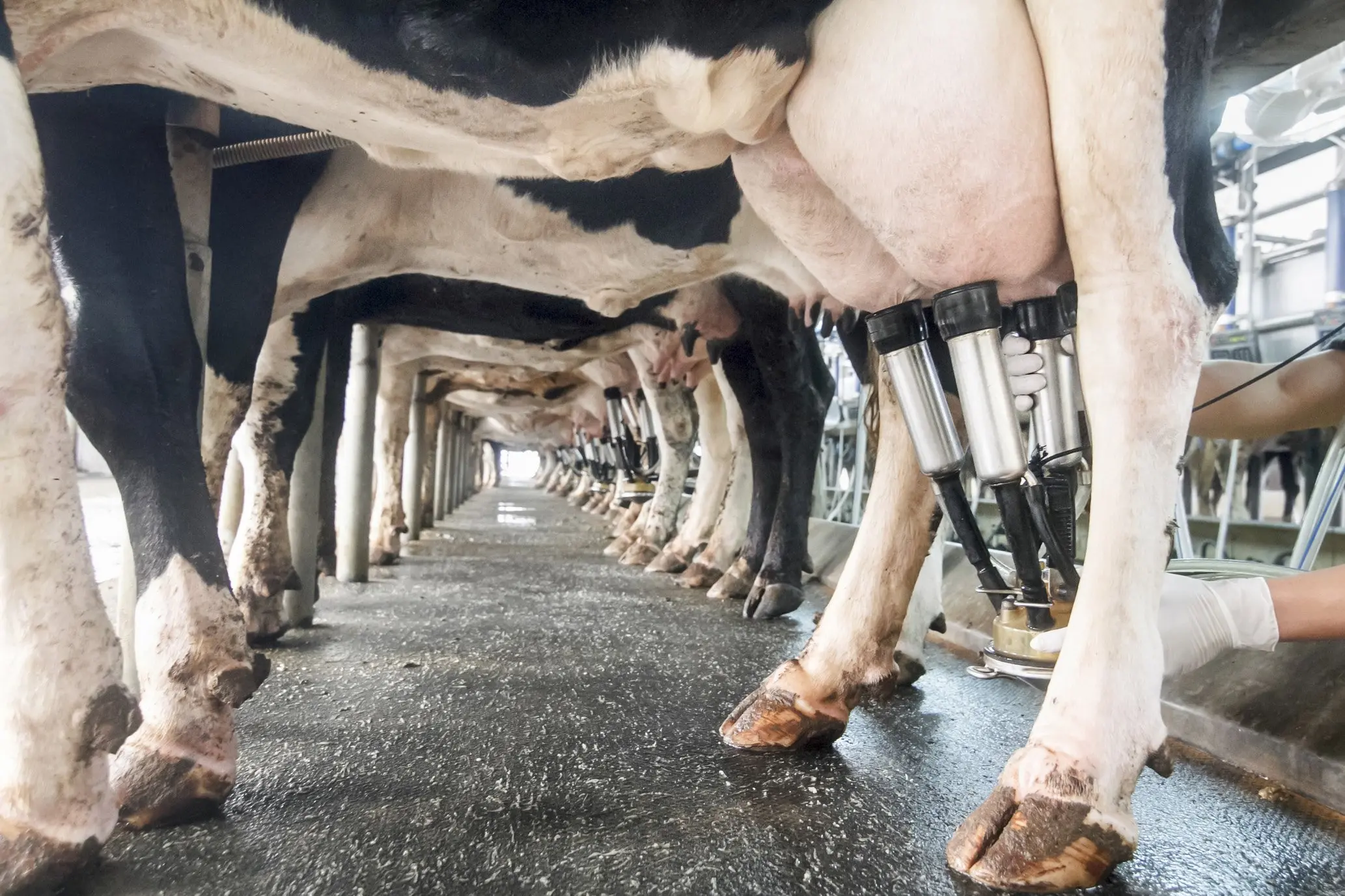 New University of Otago research shows less than 2% of New Zealand\\'s milk is wasted. Photo: iStock