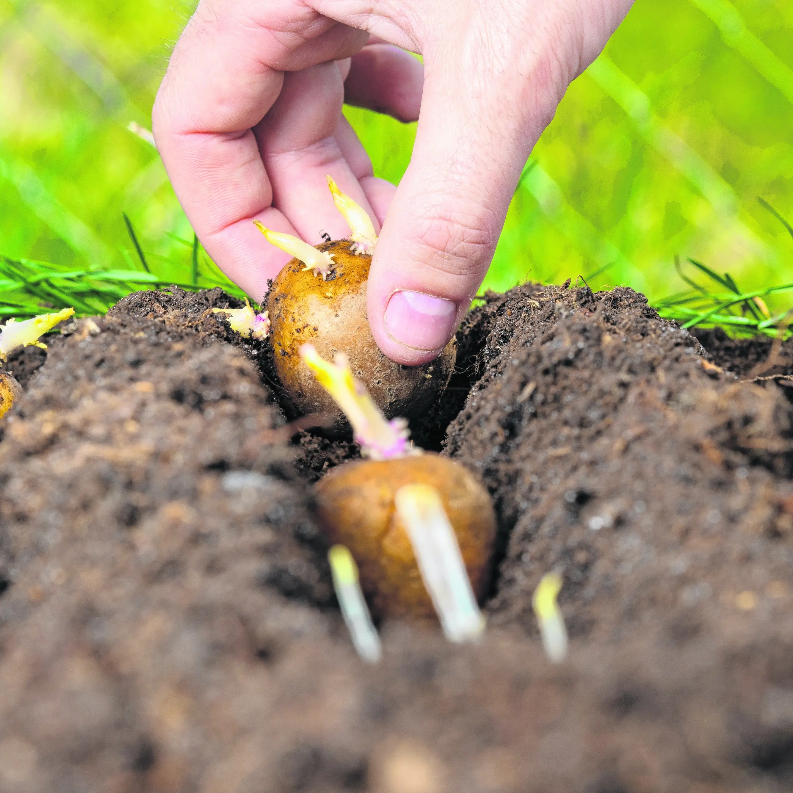 October growing: It’s all on, but watch the frost