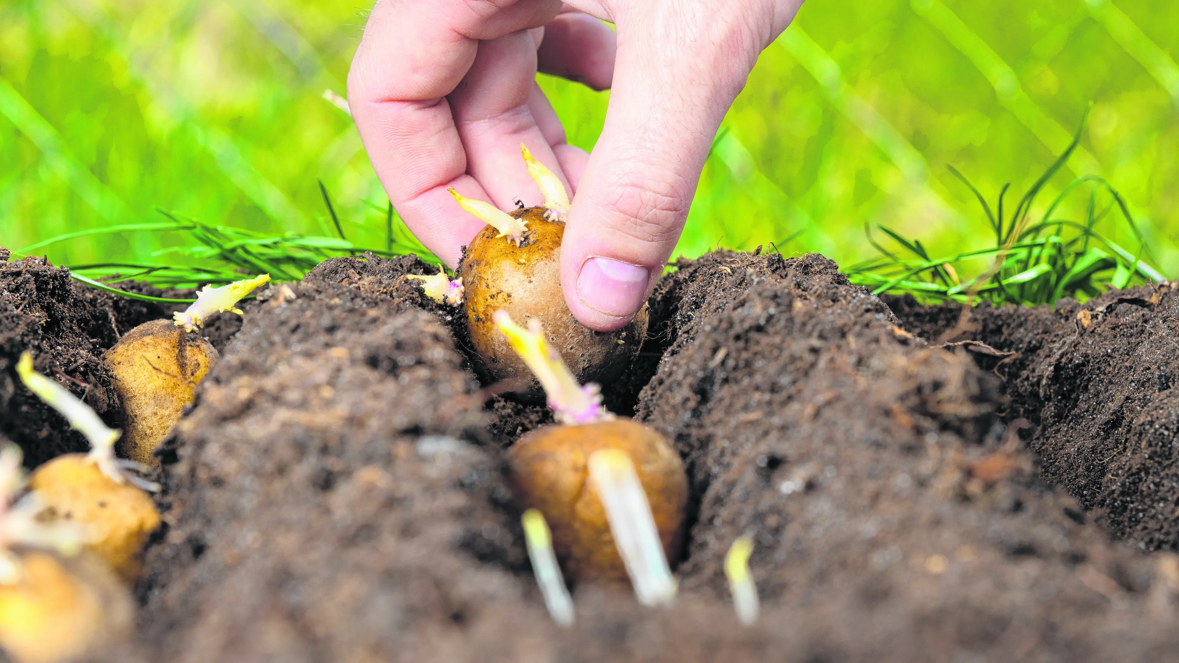October growing: It’s all on, but watch the frost