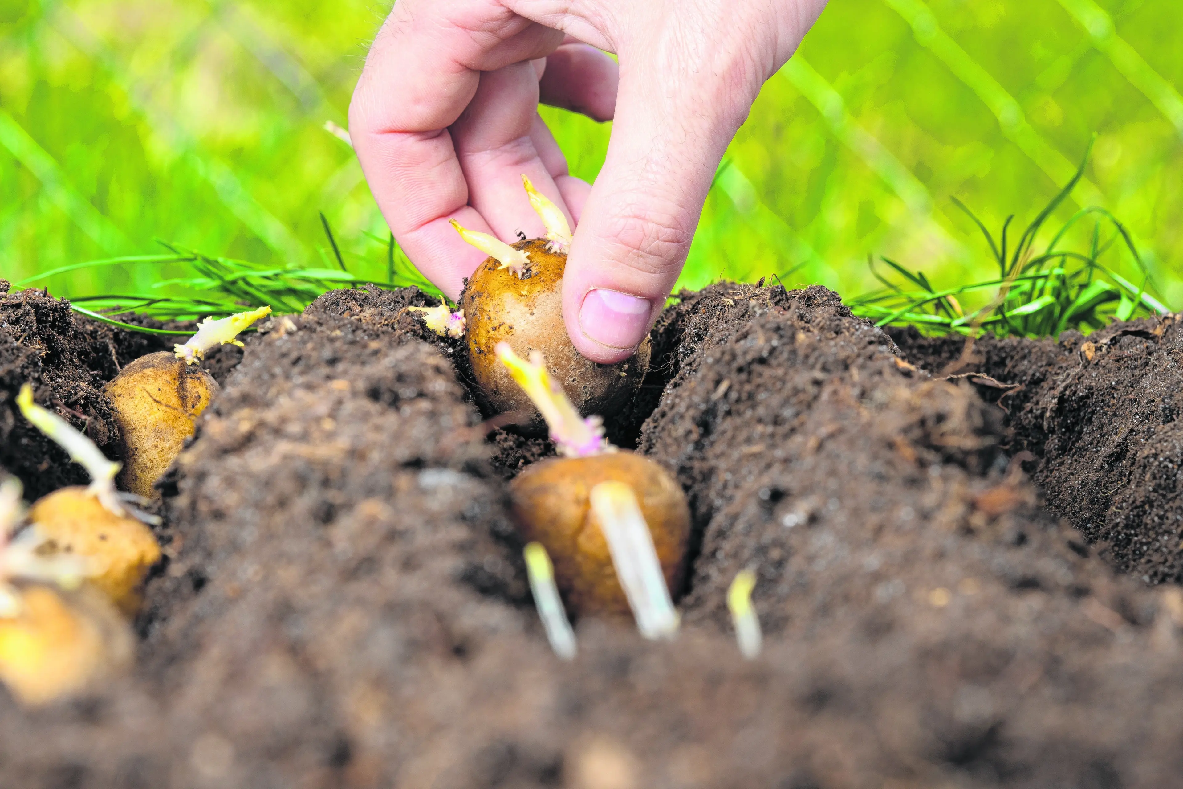 While you\\'re thinking about what to plant next, don\\'t forget your spuds - mid-October is prime seed potato planting time here. Photo: Getty Images
