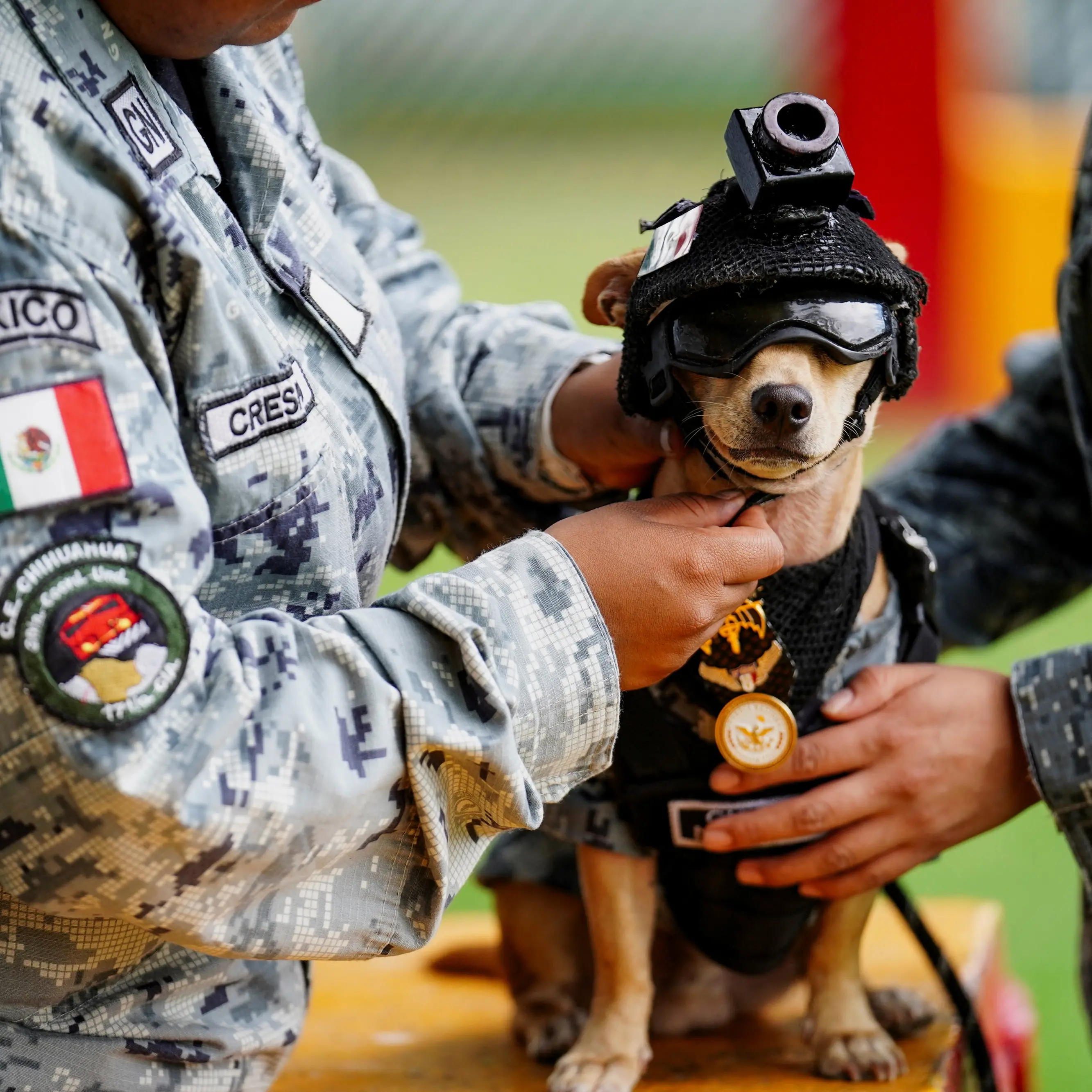 Going Comando: Diminutive dog debuts for National Guard