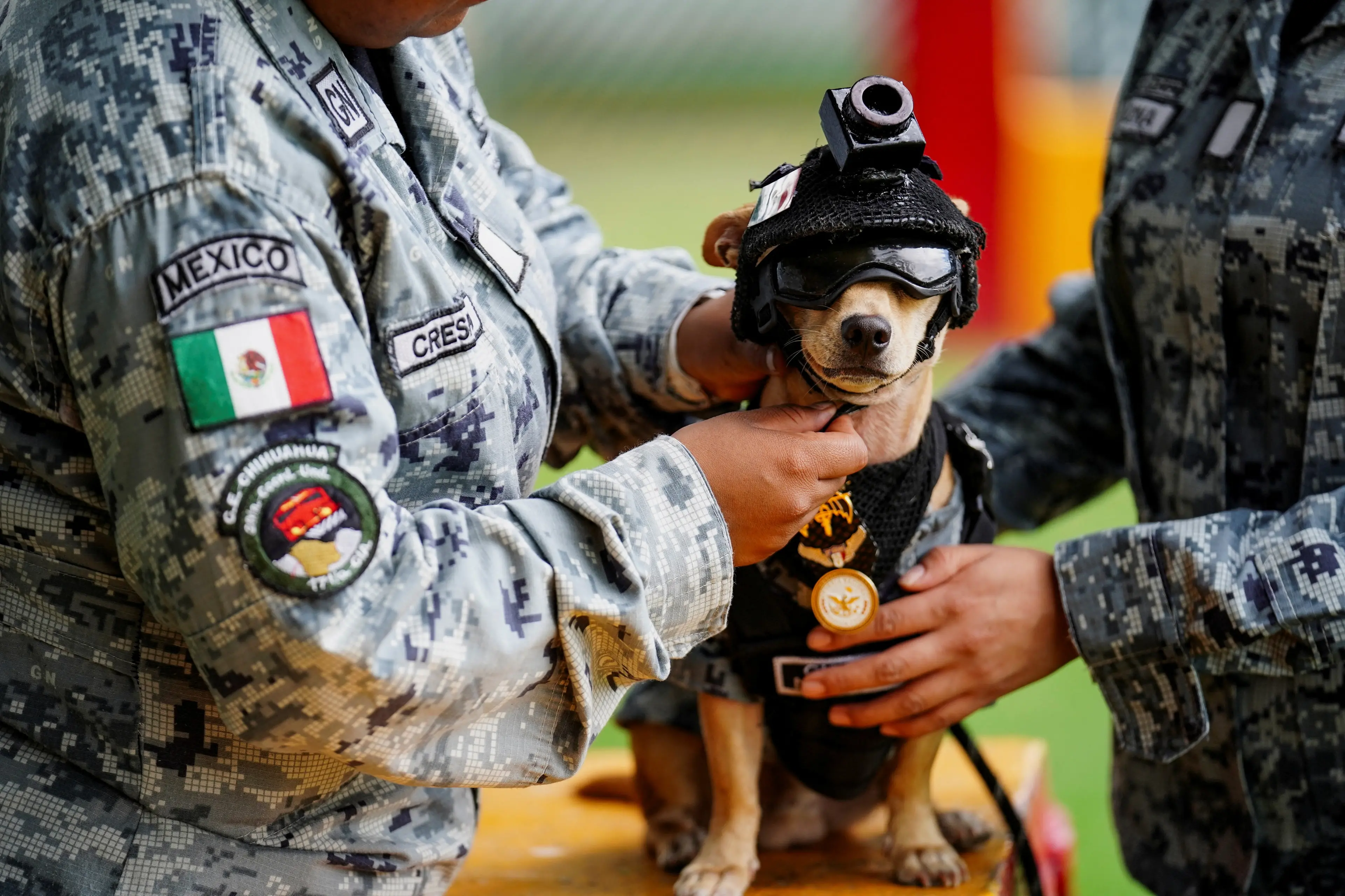 A member of the Mexico National Guard places a helmet on Comando at a military base in Mexico City. Photo: Reuters