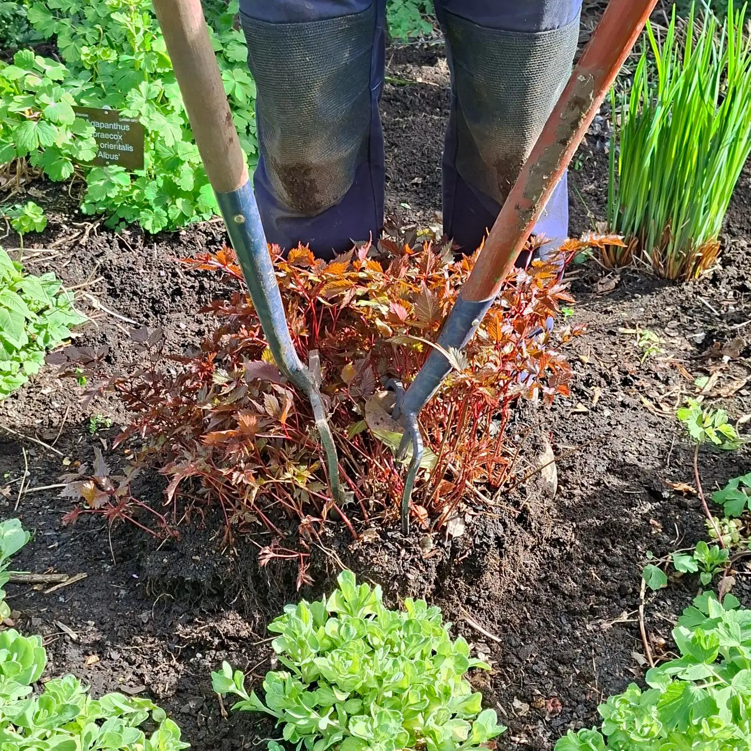 Spring cleaning the borders