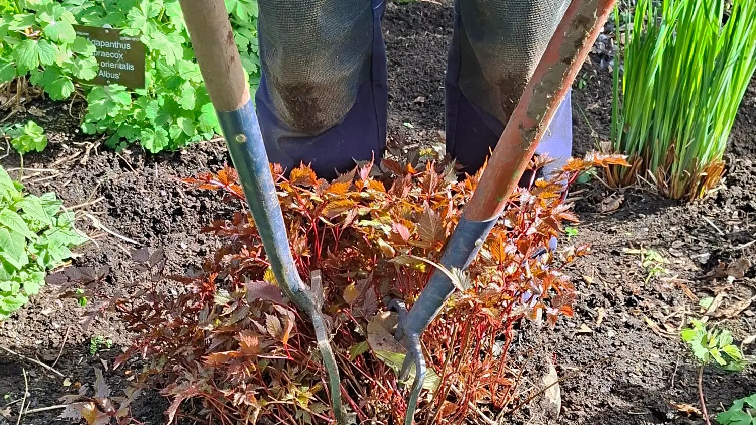 Spring cleaning the borders