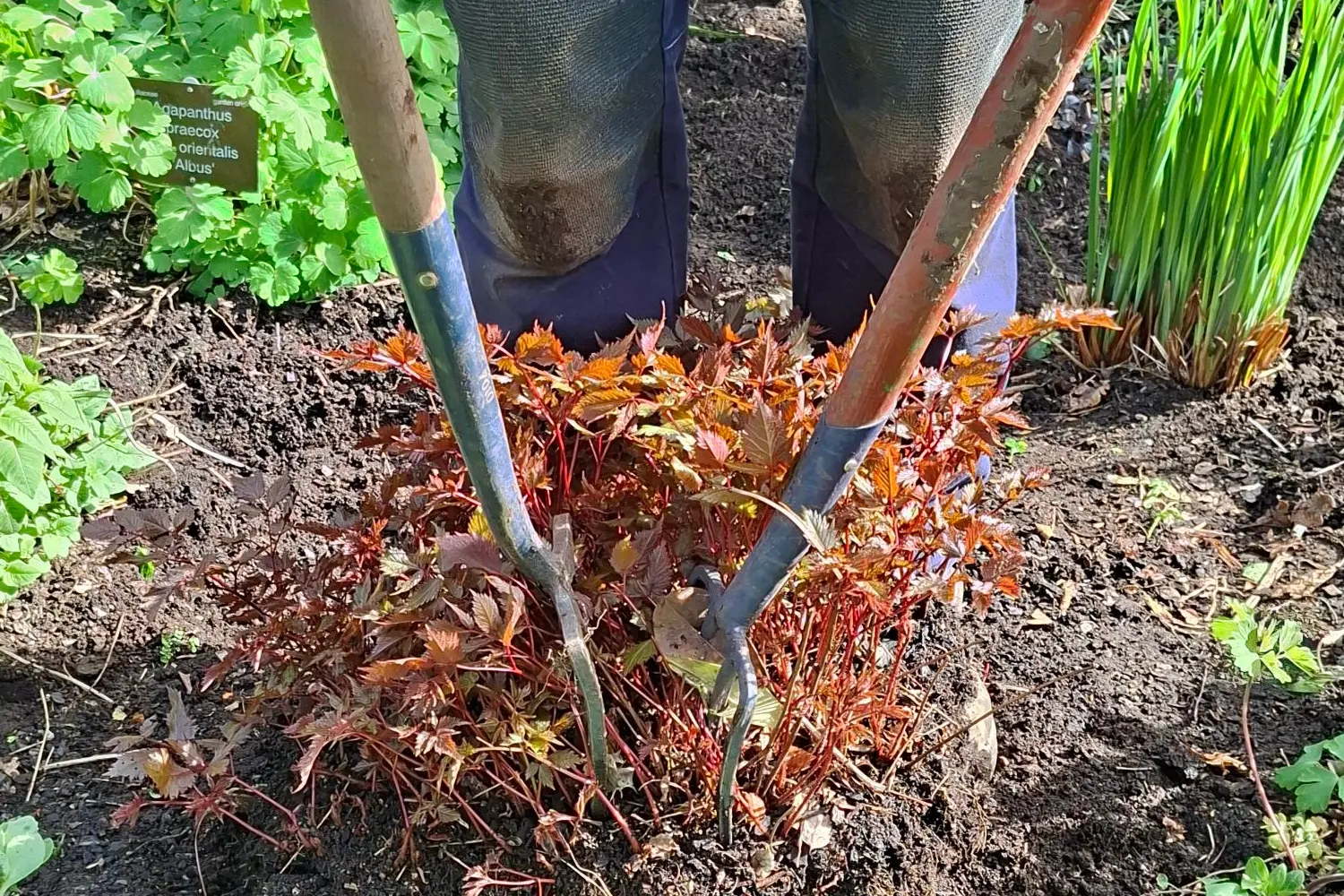 Spring cleaning the borders