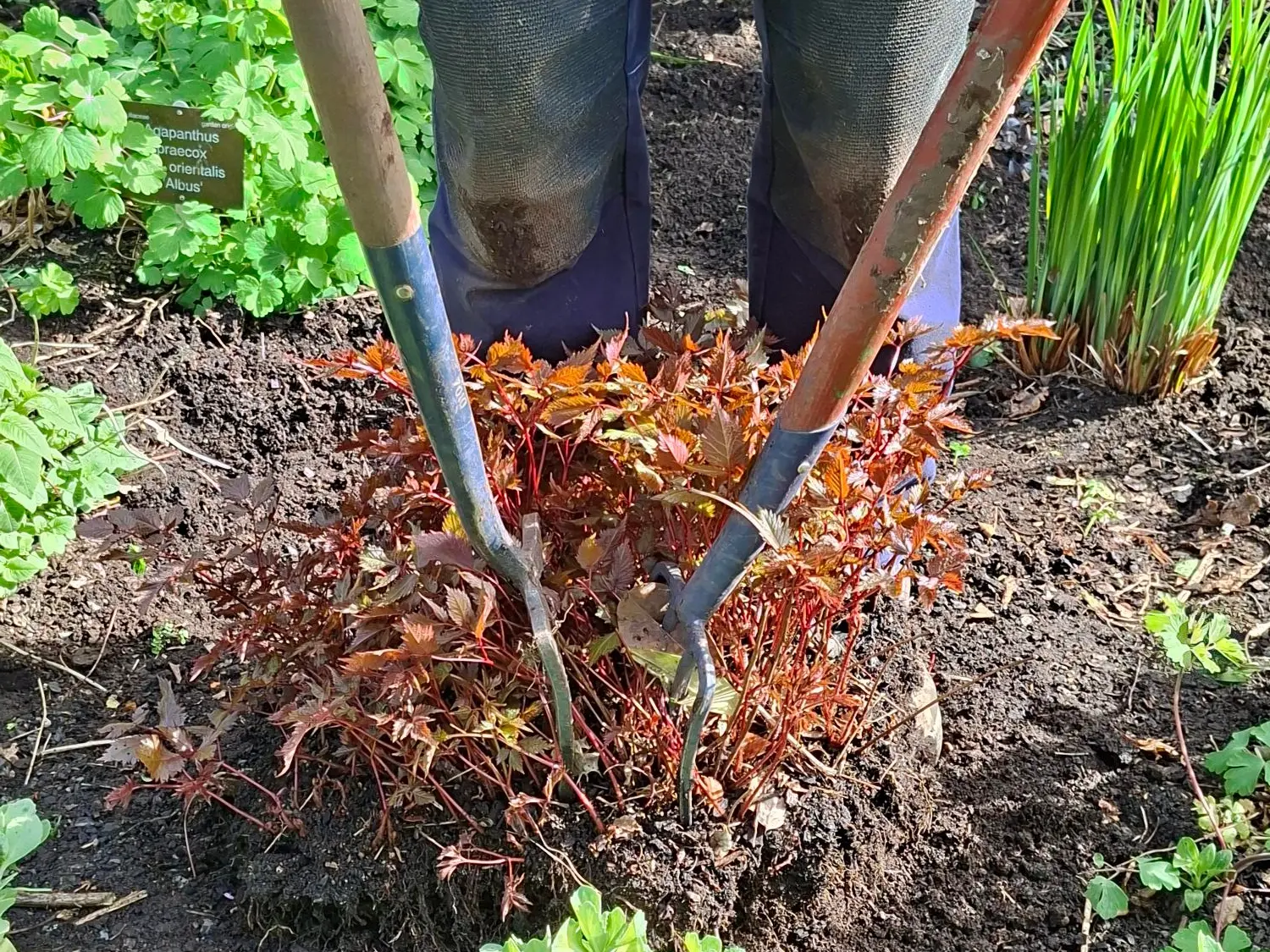 Spring cleaning the borders
