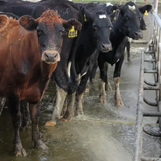 Revised dairy welfare code revealed
