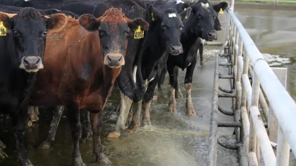 Revised dairy welfare code revealed