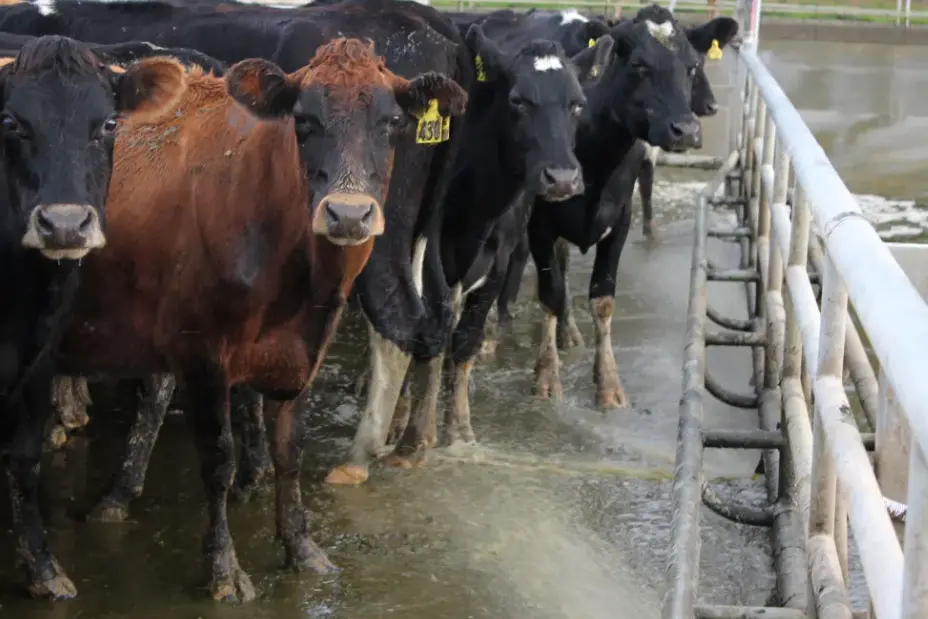 Livestock welfare codes sit under the Animal Welfare Act 1999 and set minimum and best-practice standard guidance for farmers. Photo: RNZ
