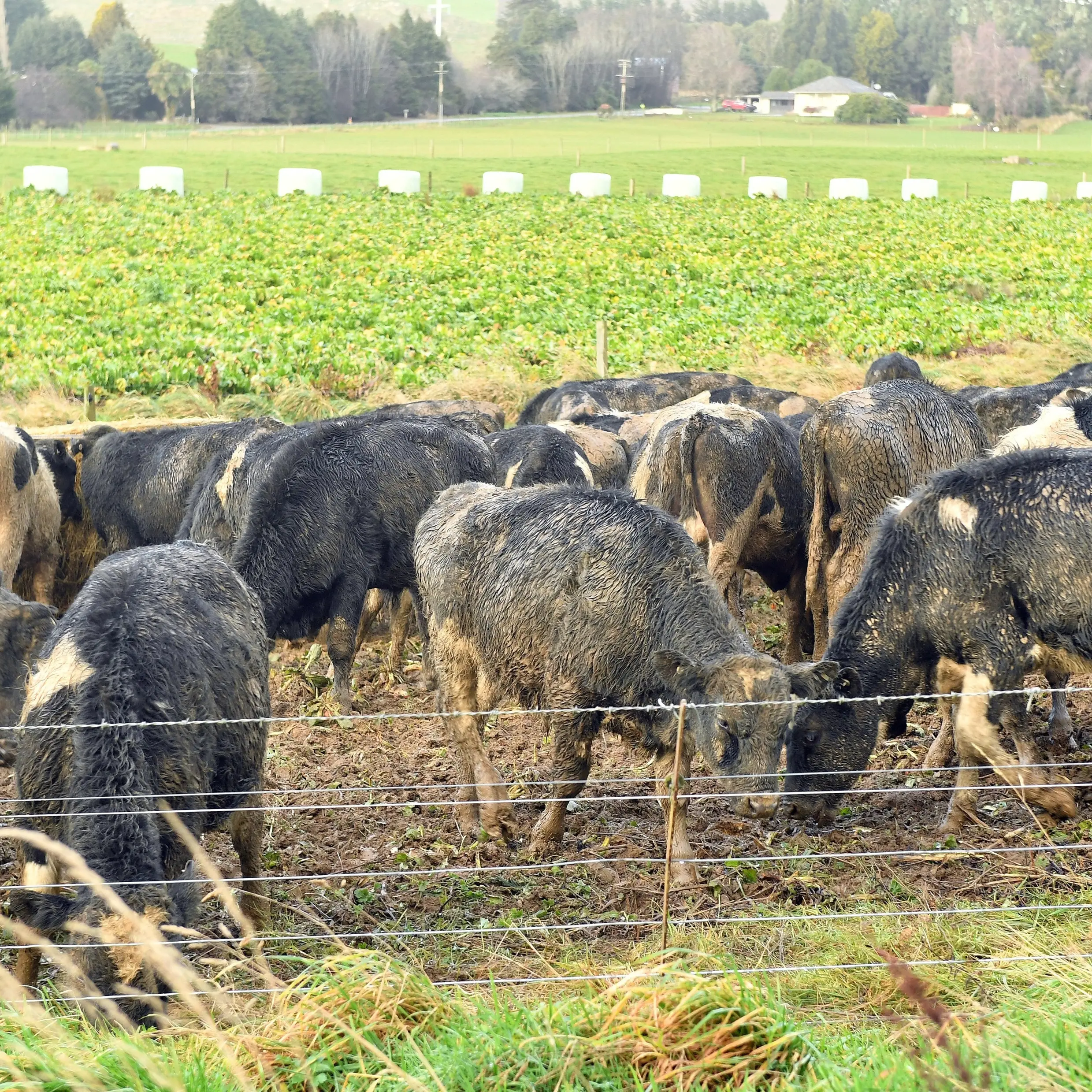 Support on its way for weather-stricken Southern farmers and growers