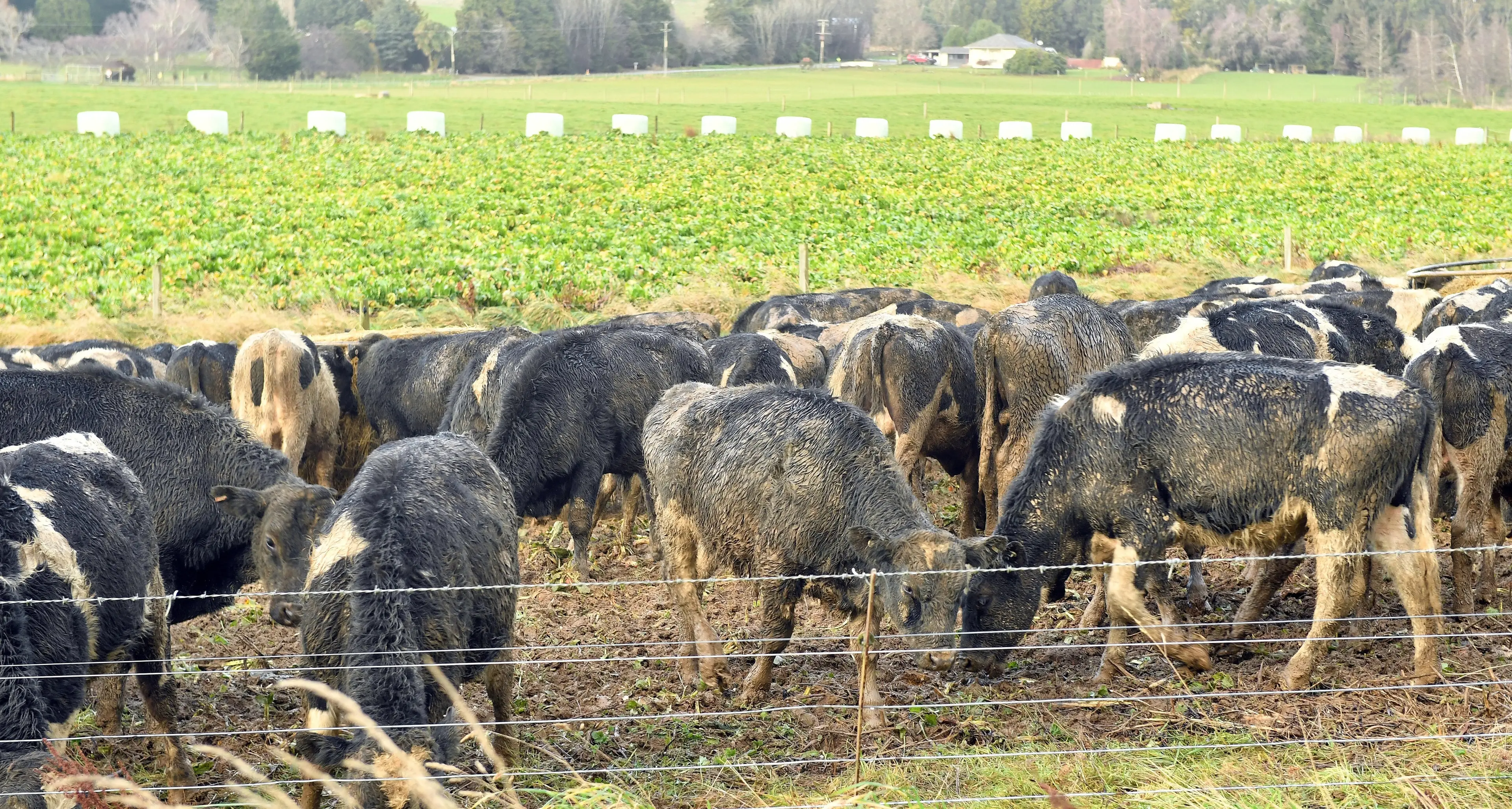 Support on its way for weather-stricken Southern farmers and growers