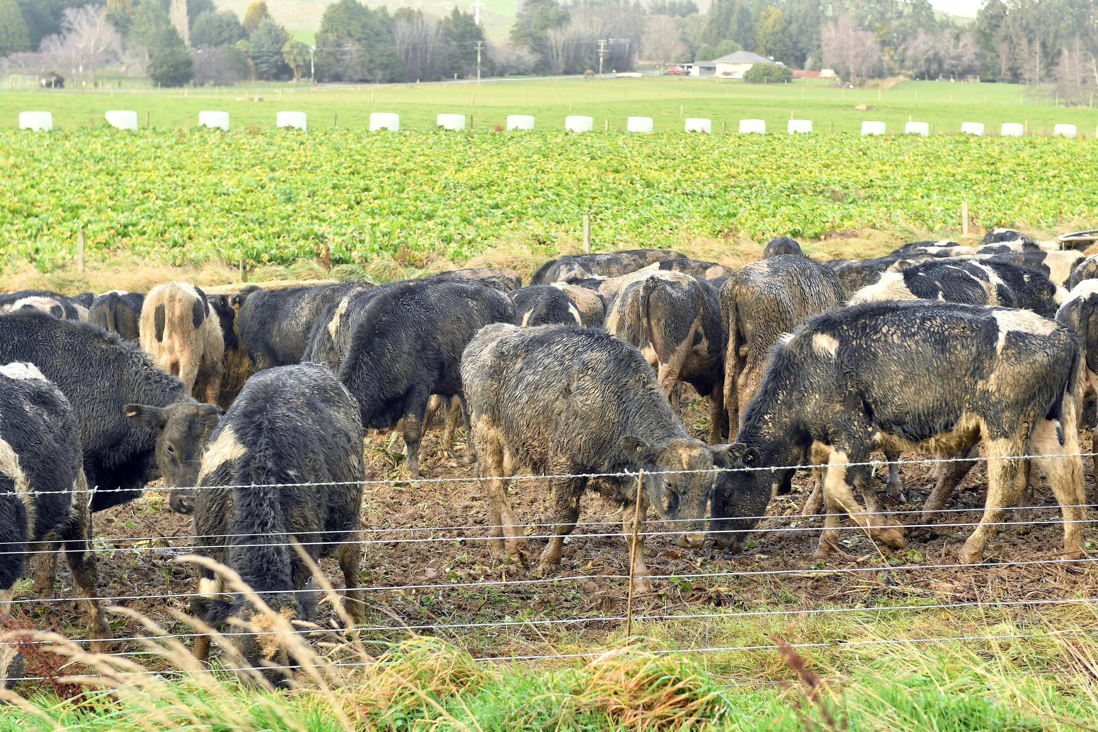 Southland farmers have contended with their wettest winter since 1986. Photo: Stephen Jaquiery