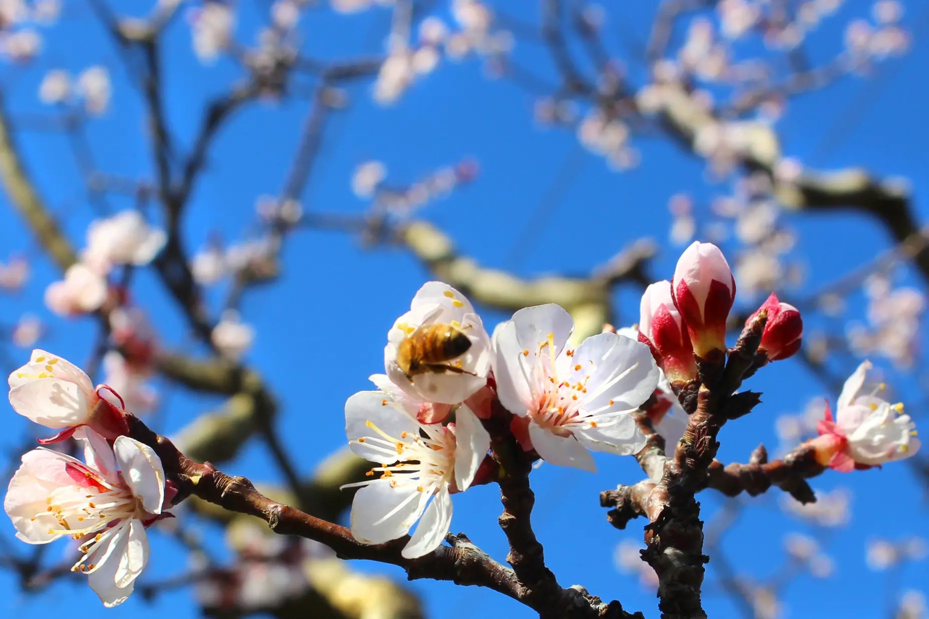 A bee pollinates the flower of a fruit tree in Earnscleugh Rd, near Alexandra. Photo: ODT File