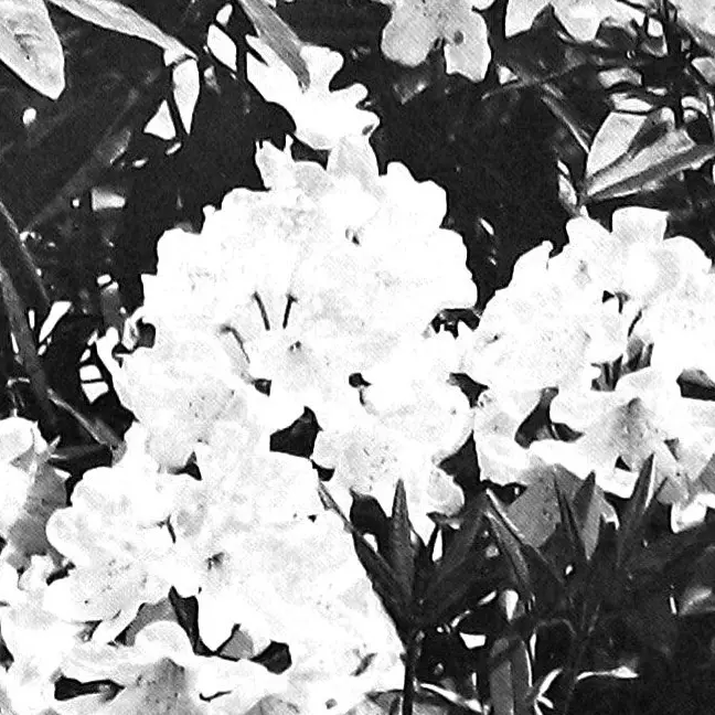 Blooming marvellous