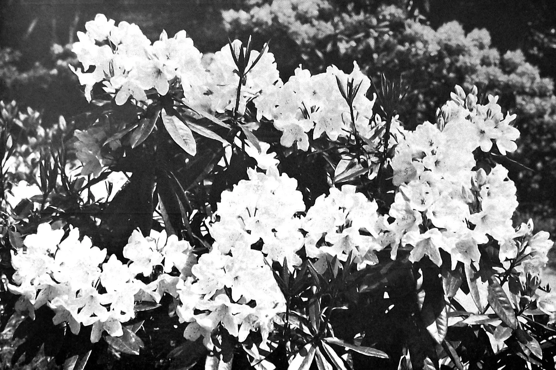 Rhododendron \"White Pearl\" in the Dunedin botanical gardens. Photo: <i>Otago Witness</i>, issue 3794, November 30 1926, page 43