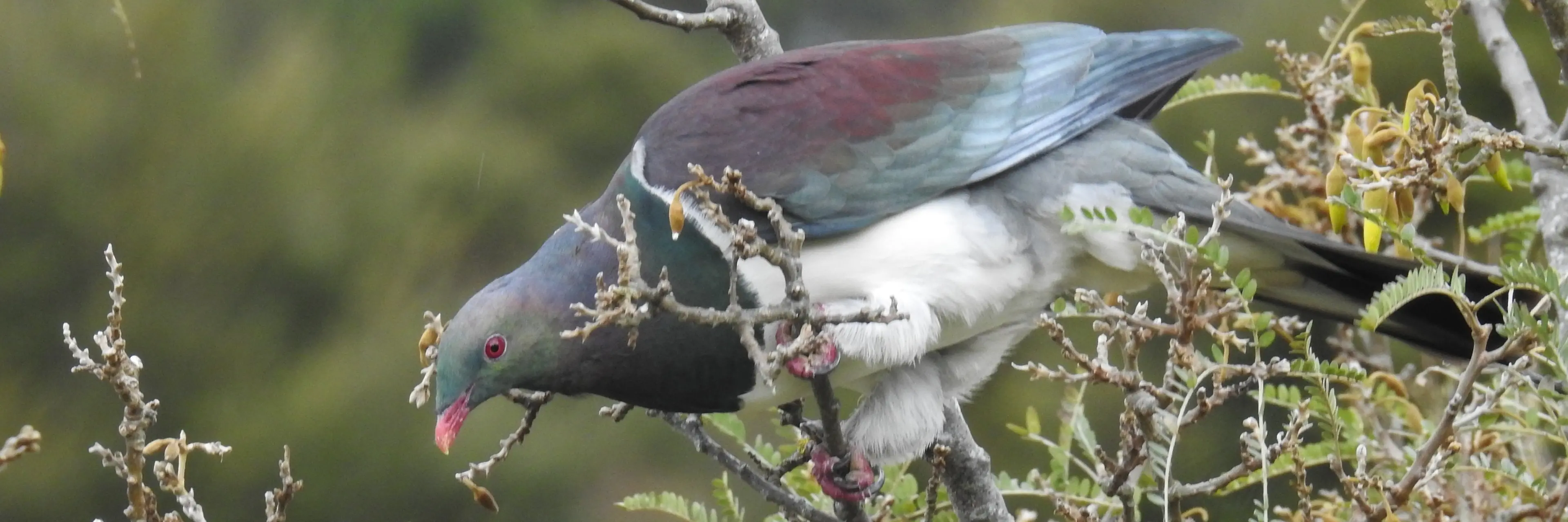 A wood pigeon feeds in a k\\u014Dwahi tree in the Taste Nature Organic Gardens in Waitati. Photo: Louise Frampton