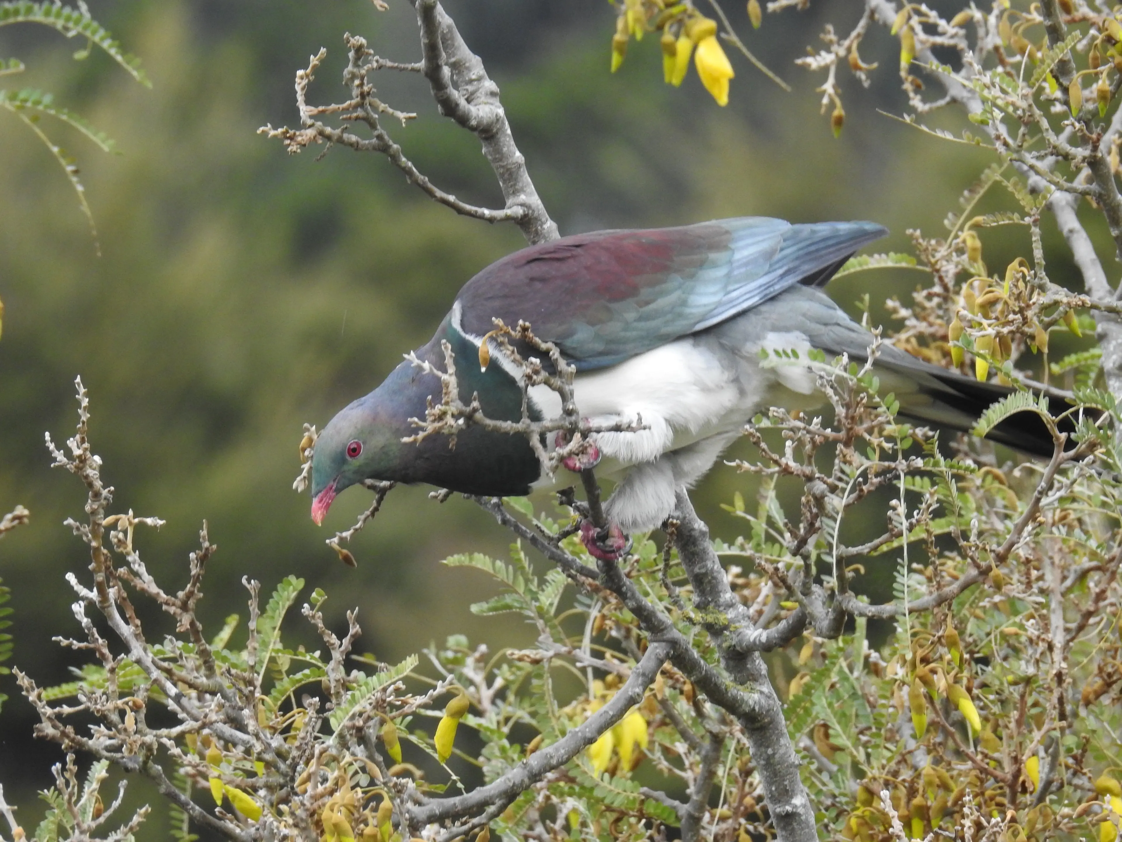 A wood pigeon feeds in a k\\u014Dwahi tree in the Taste Nature Organic Gardens in Waitati. Photo: Louise Frampton