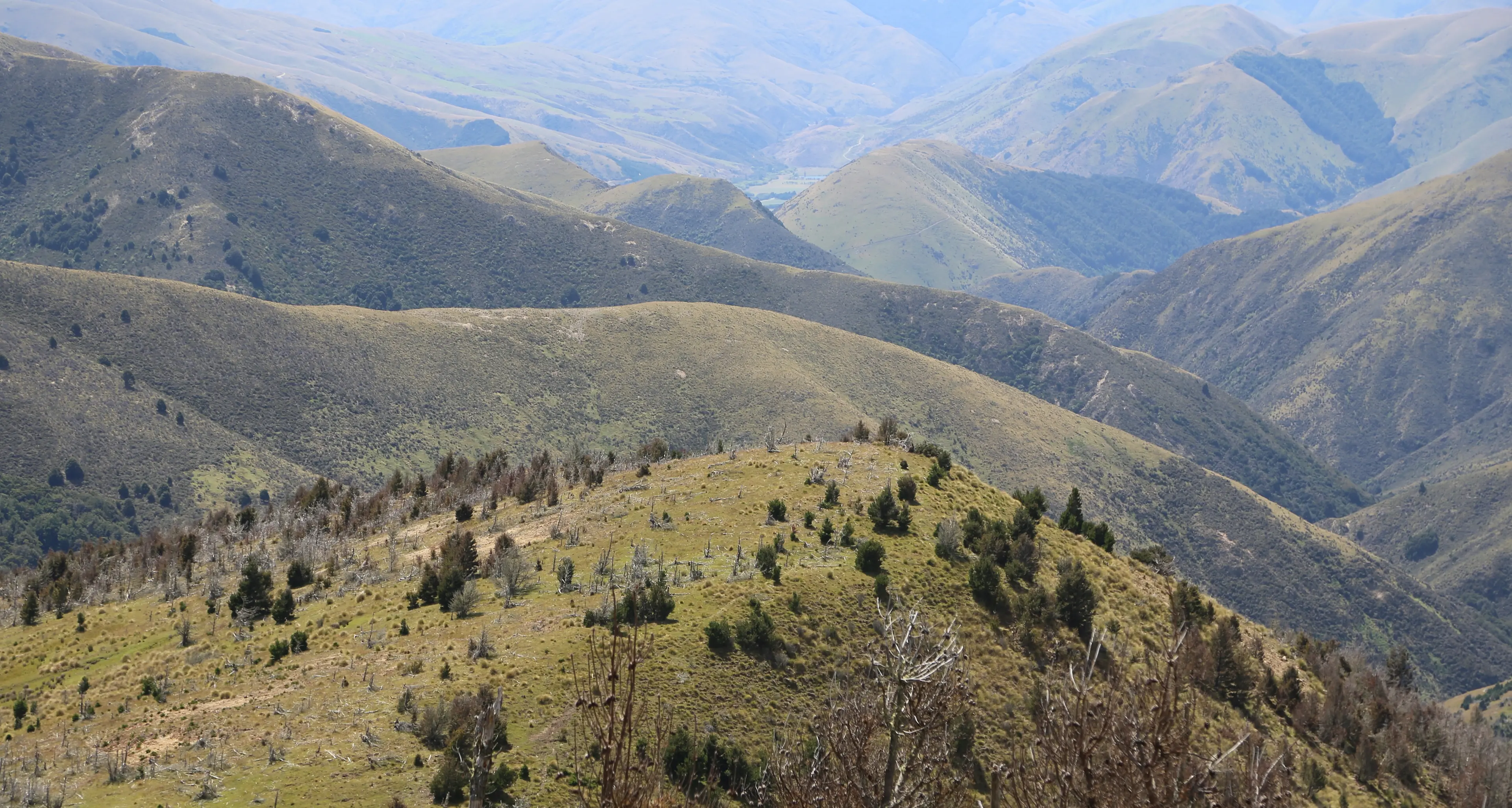 'Decades behind': wilding conifer concerns aired