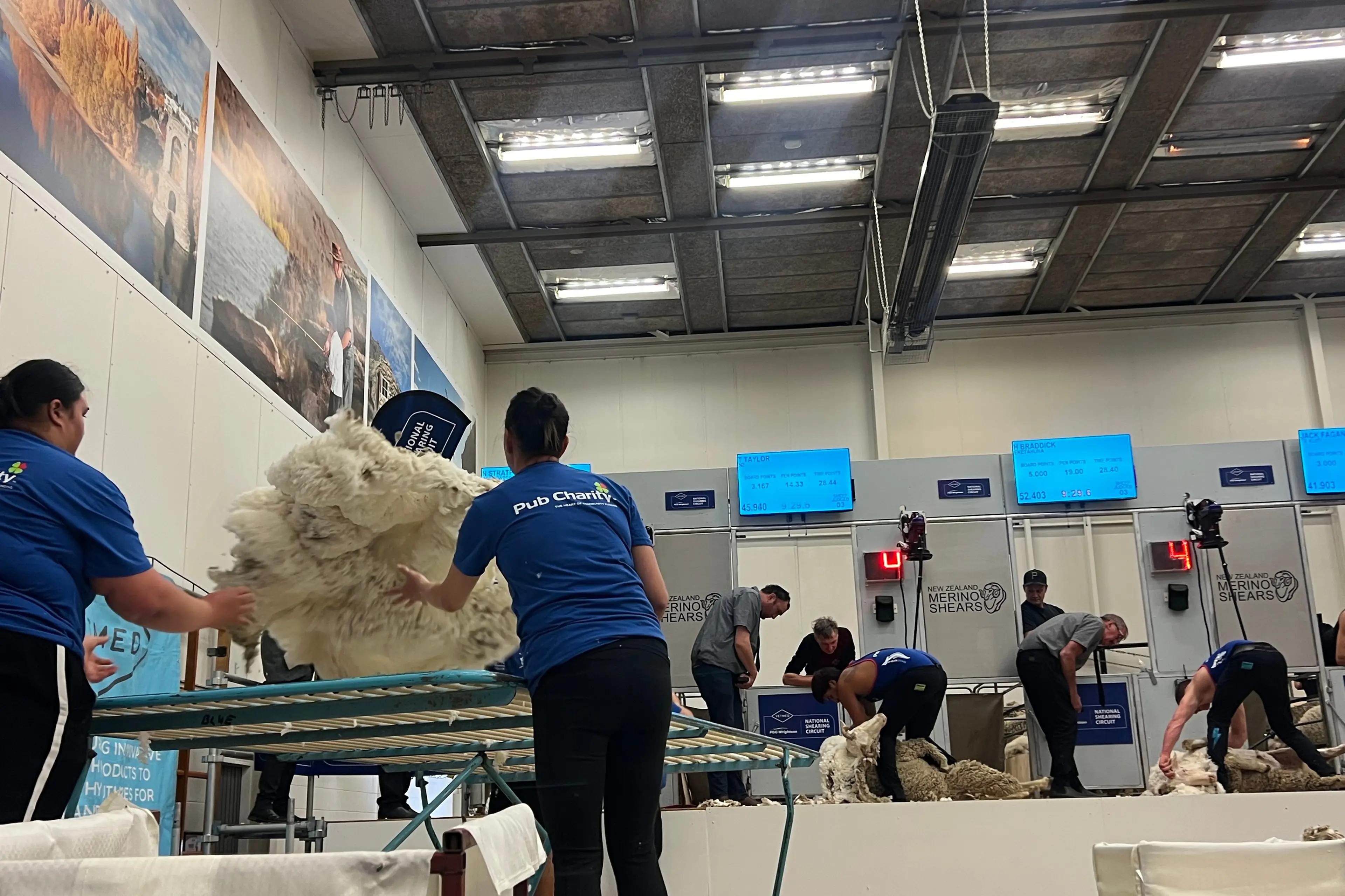 Wool-handlers carefully sort wool from the shearing heats at the 65th NZ Merino Shearing Championships in Alexandra. Photo: Carys Trotter