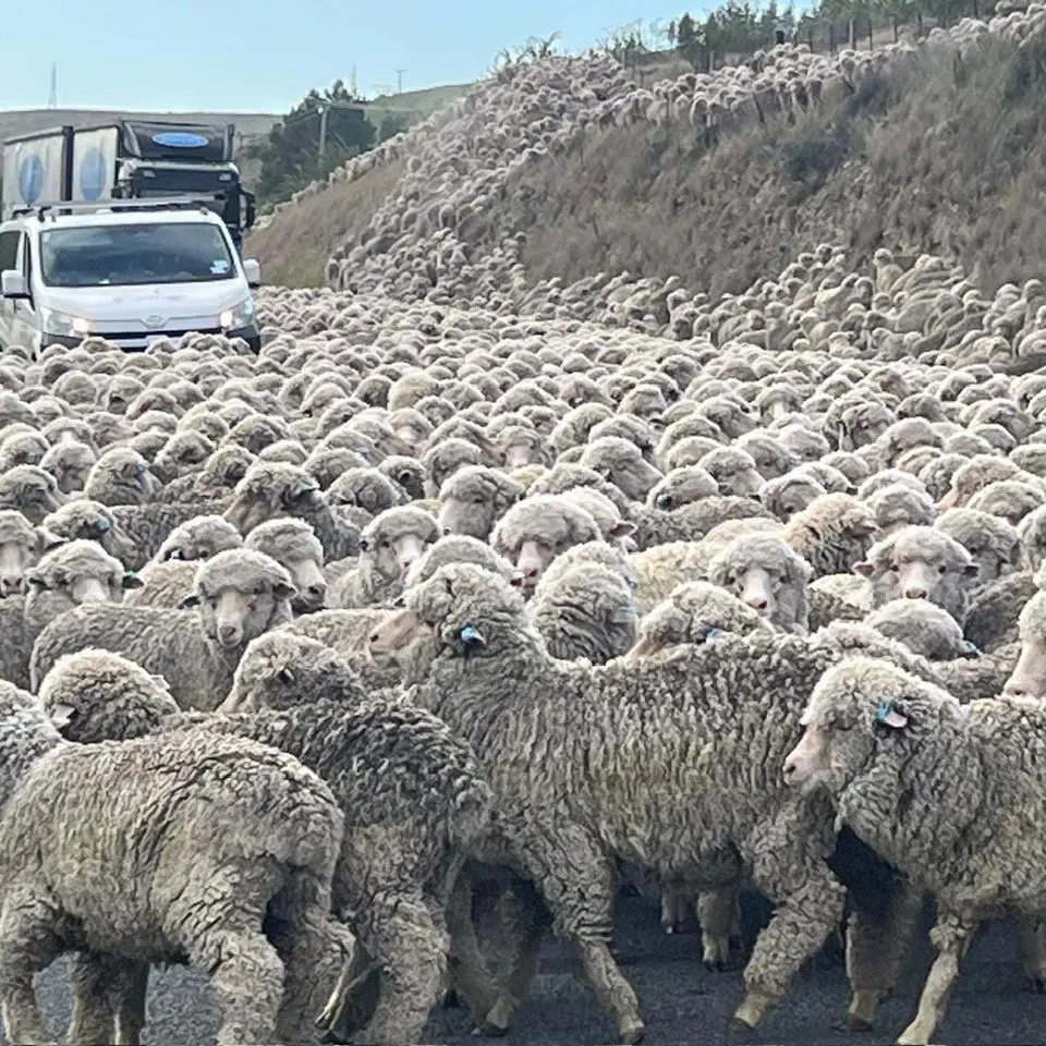 Getting the hoggets in Waitaki Valley style