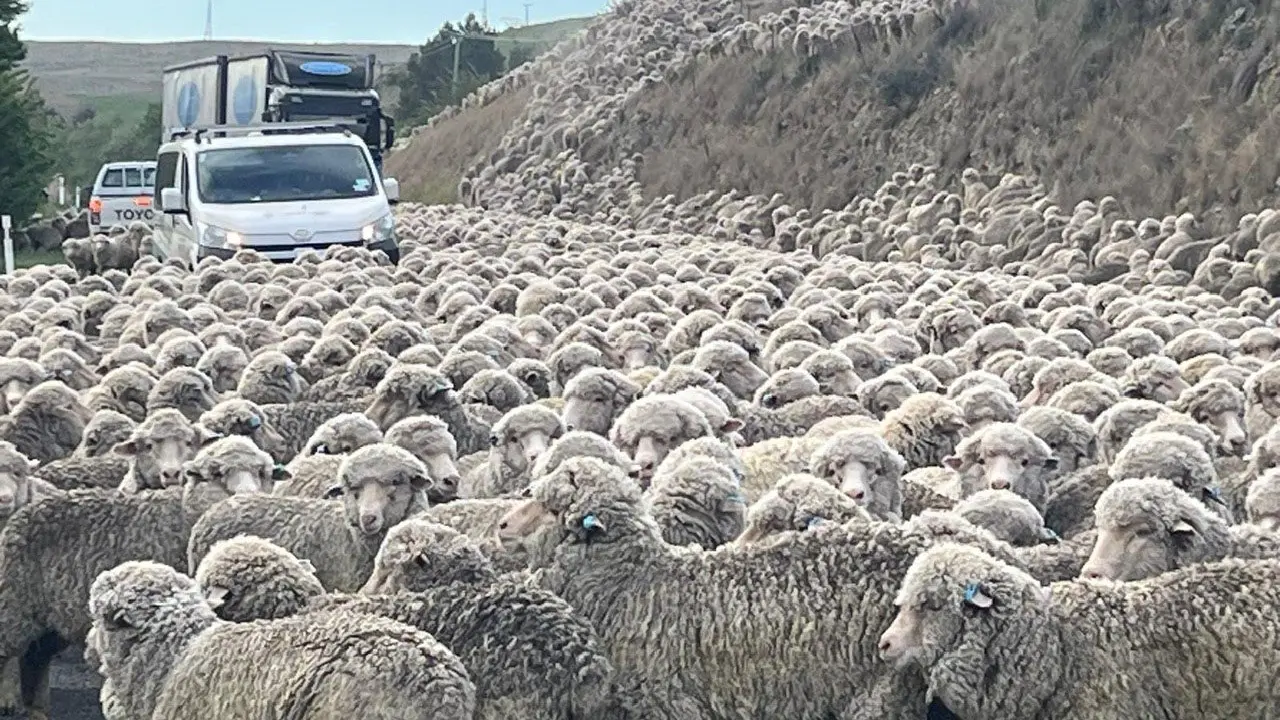 Getting the hoggets in Waitaki Valley style