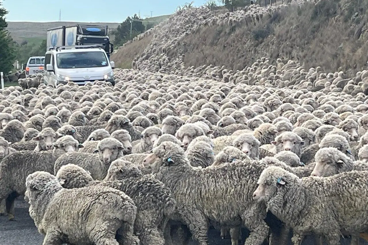 Motorists negotiate thousands of hoggets from Otematata\\u00A0Station as they are\\u00A0moved along State Highway 83 from\\u00A0below the Aviemore Dam to Otematata Station on Sunday morning. PHOTO: ROBBIE BAXTER