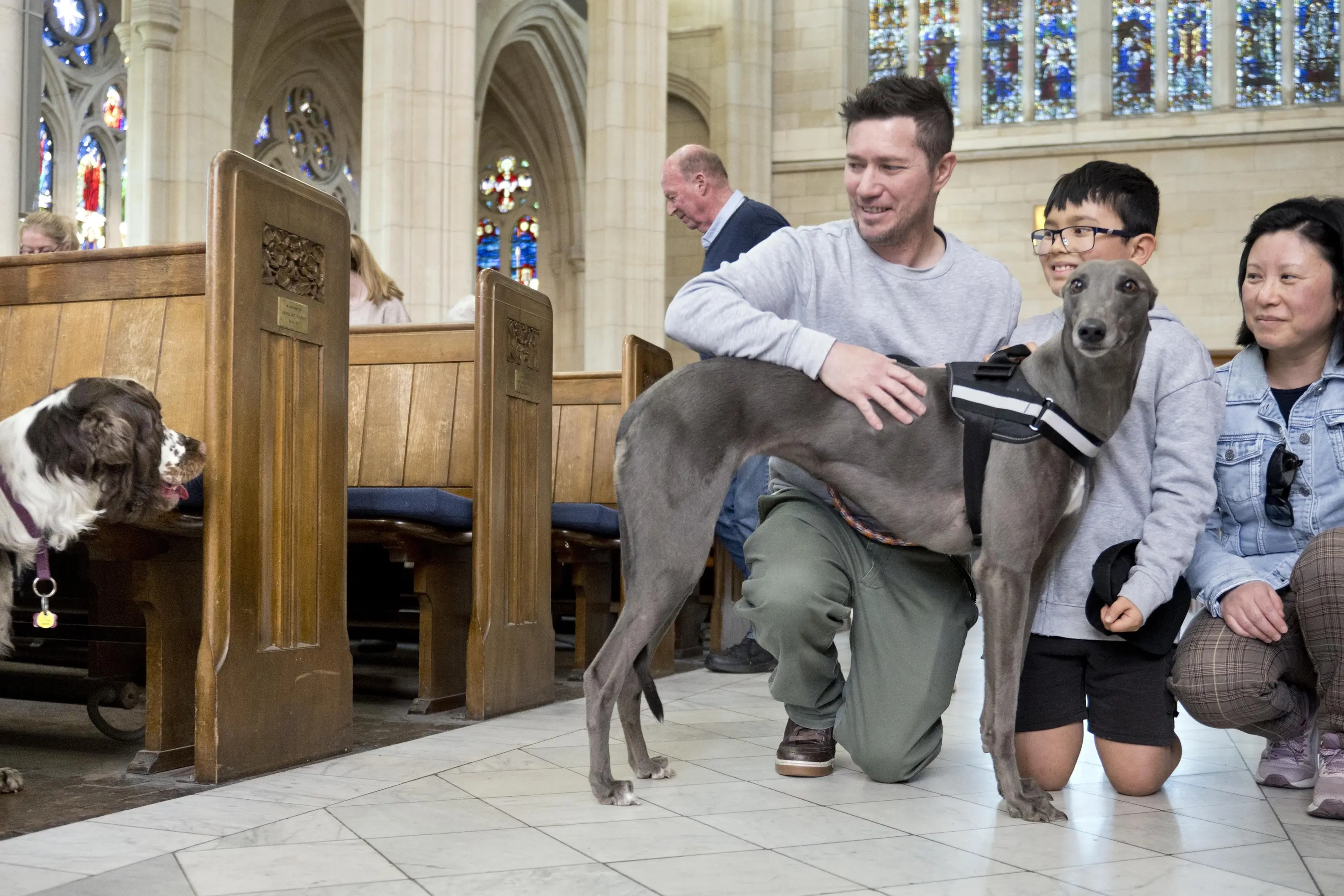 New greyhound owners (from left) Edward and Leonardo Grove, 10, and Serena Huang give their dog Tara a pat while Rosie the English springer spaniel waits for her turn during the Francistide Blessing of the Animals in honour of St Francis of Assisi, patron saint of animals at St Paul\\u2019s Cathedral. Photo: Gerard O\\'Brien