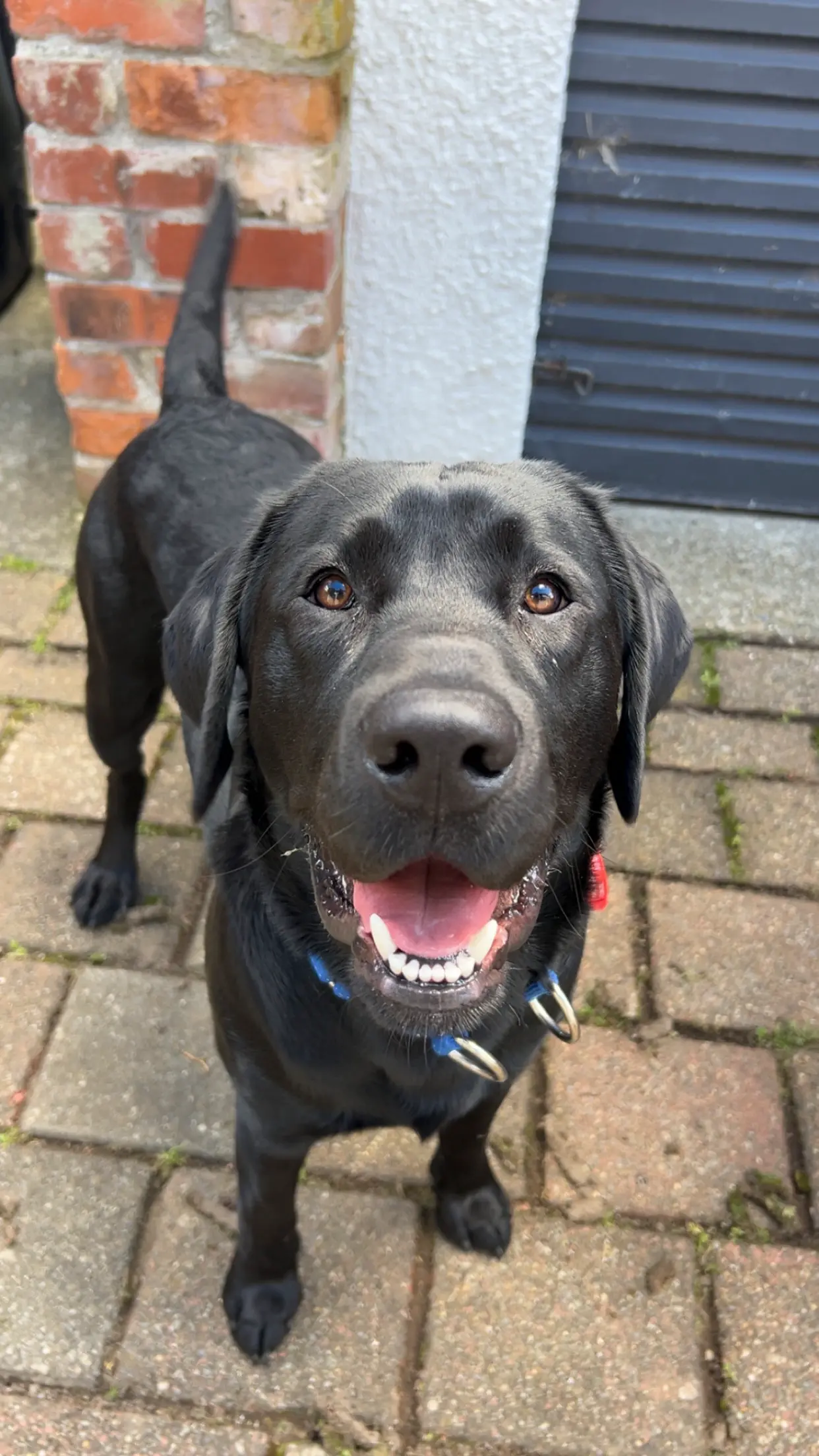 Pet of the week