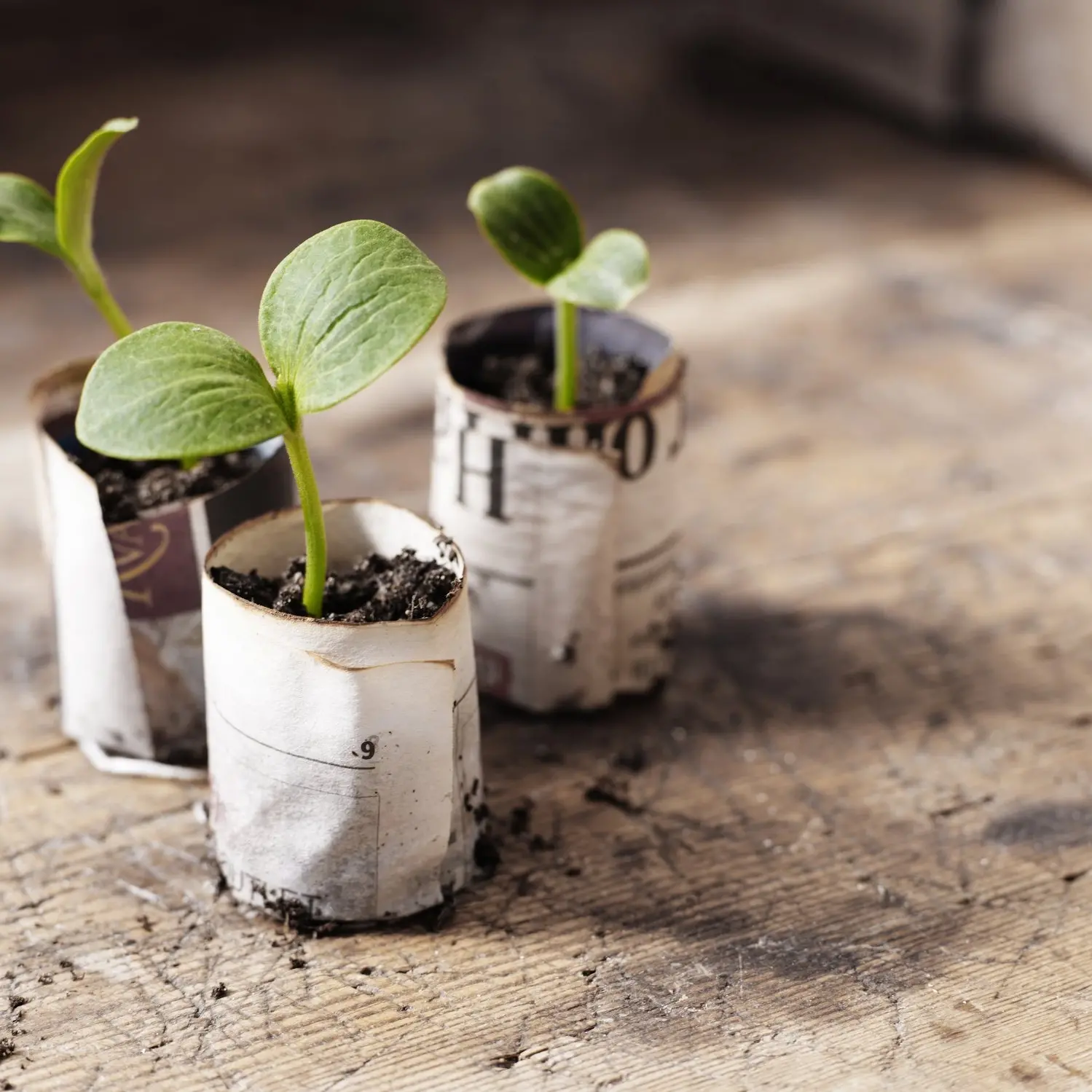 Protect young seedlings against late frosts