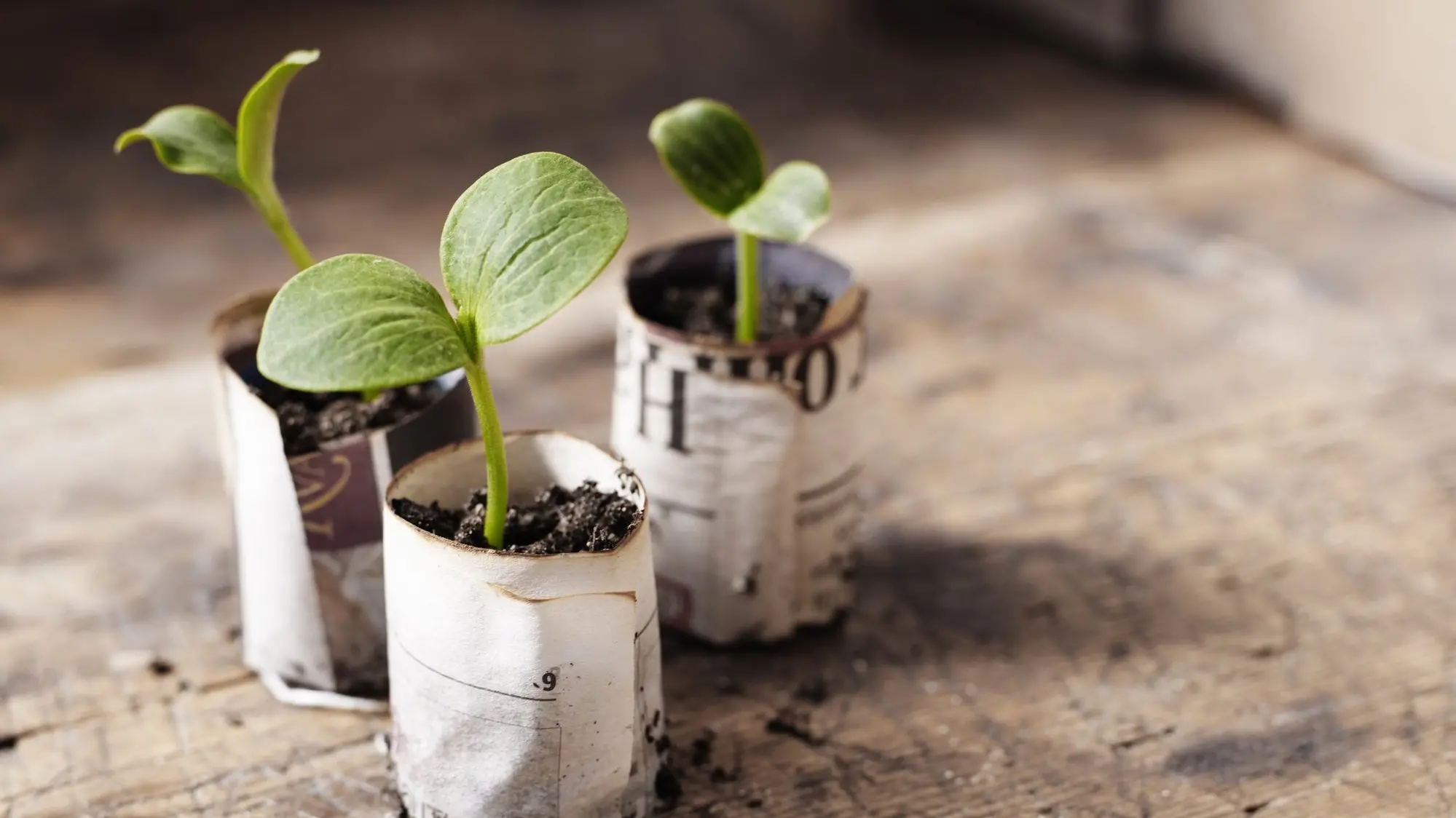 Protect young seedlings against late frosts