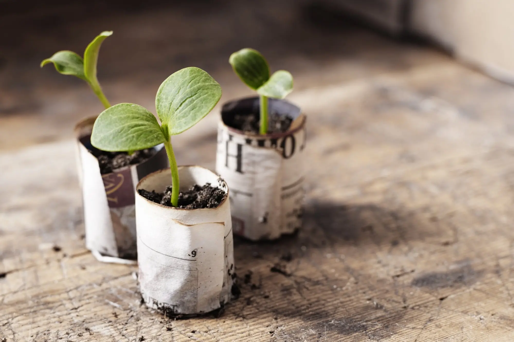 If you want to get a head start on growing seedlings, make sure you cover them until all chance of frosts has past. Photo: Getty Images