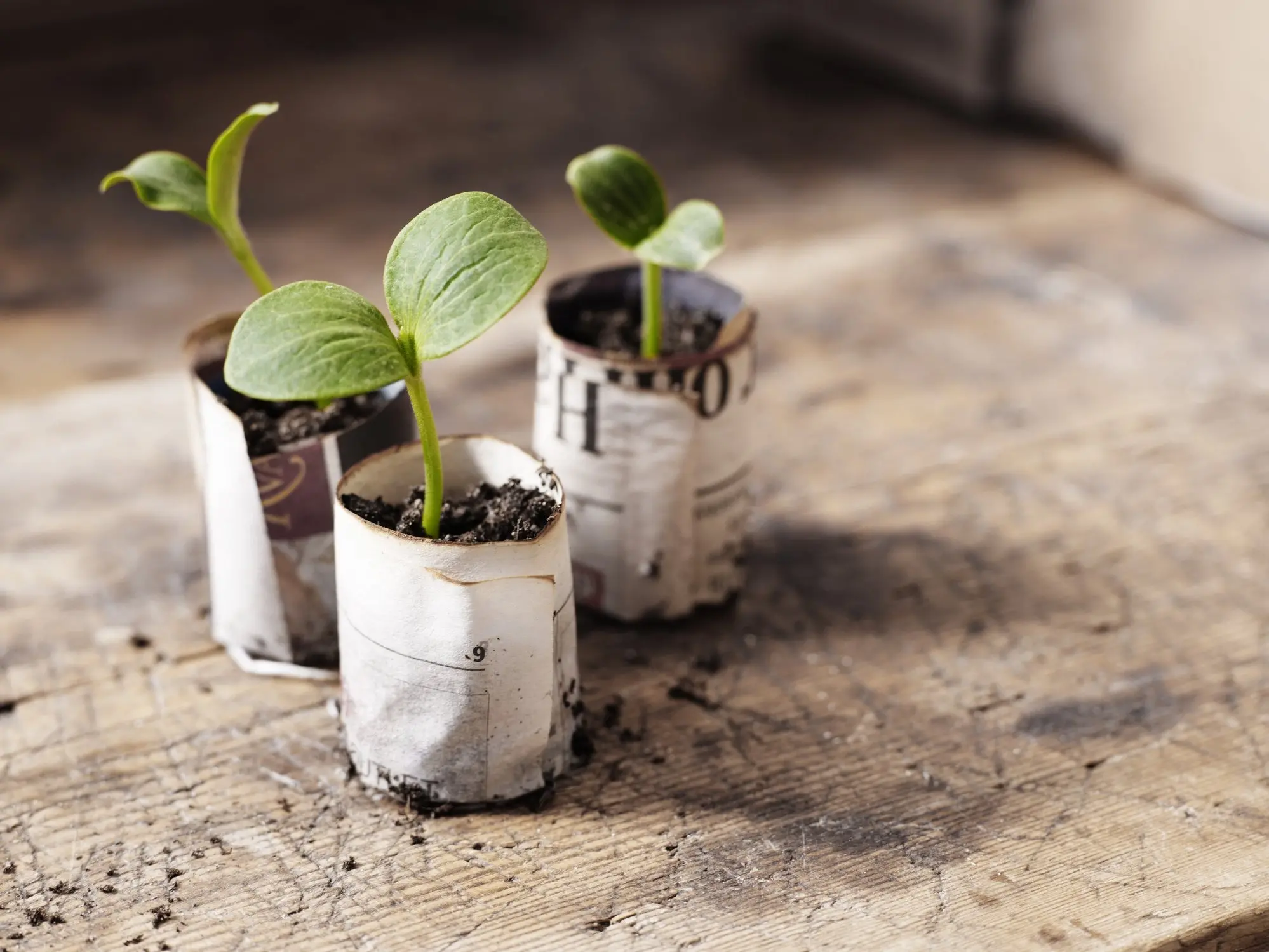 Protect young seedlings against late frosts