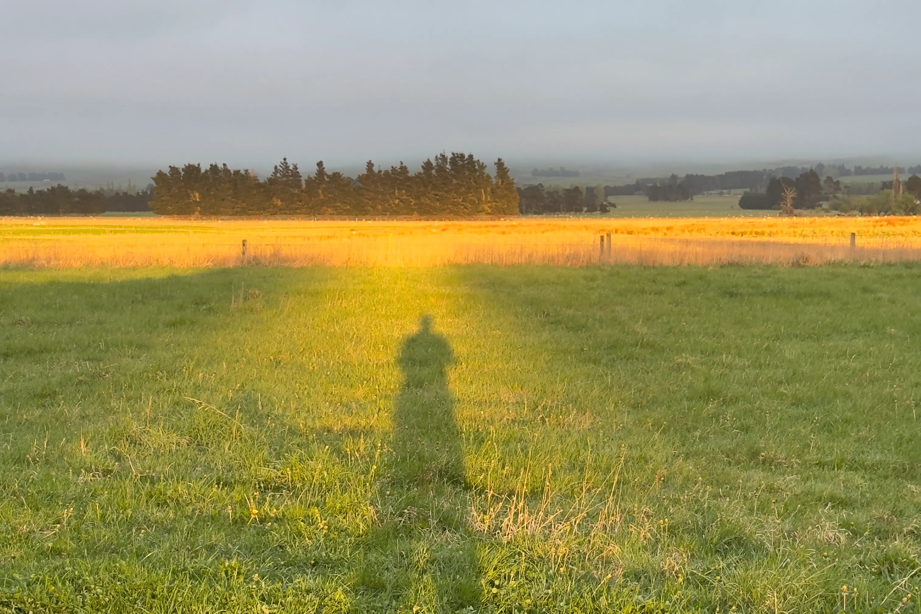 Ian Griffin\\'s shadow in the sunlight as he attempts to capture a heiligenschein at his Middlemarch farm last weekend. Photo: Ian Griffin