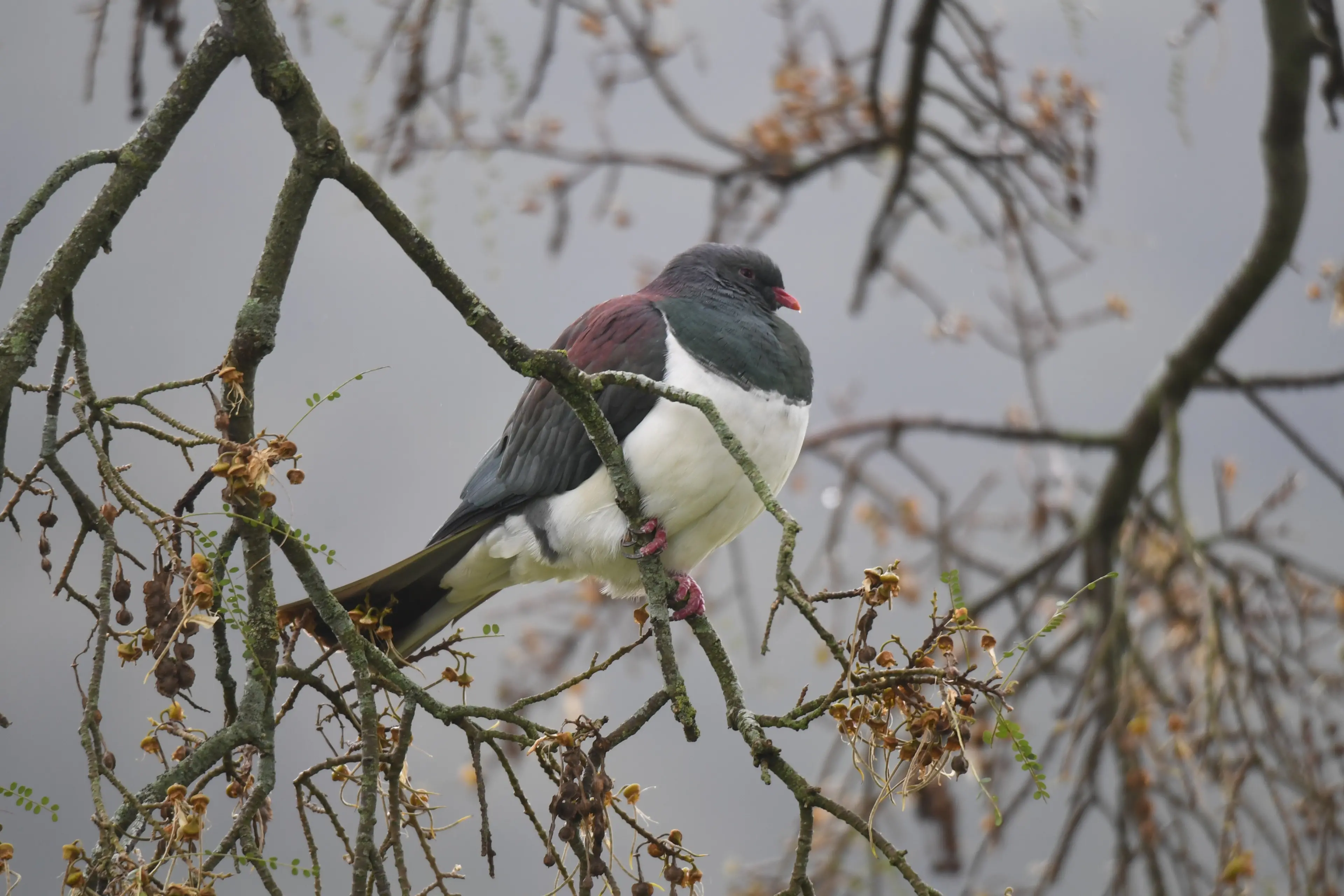 A kereru contemplates what next. Photo: Stephen Jaquiery