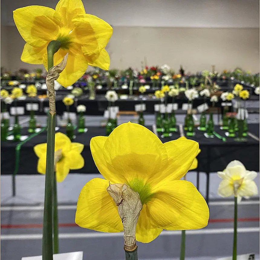 Spring flower show a blooming success