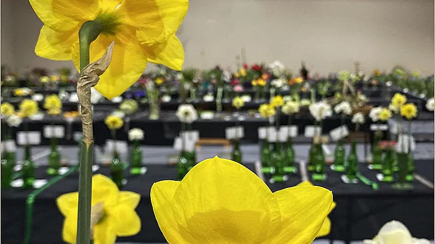 Spring flower show a blooming success