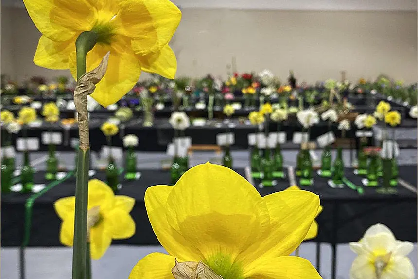 On show . . . Photographer Colleen Linnell captured a shot of all the blooms on show at the 93rd annual Woodend Spring Flower Show, held last weekend. Photo Colleen Linnell