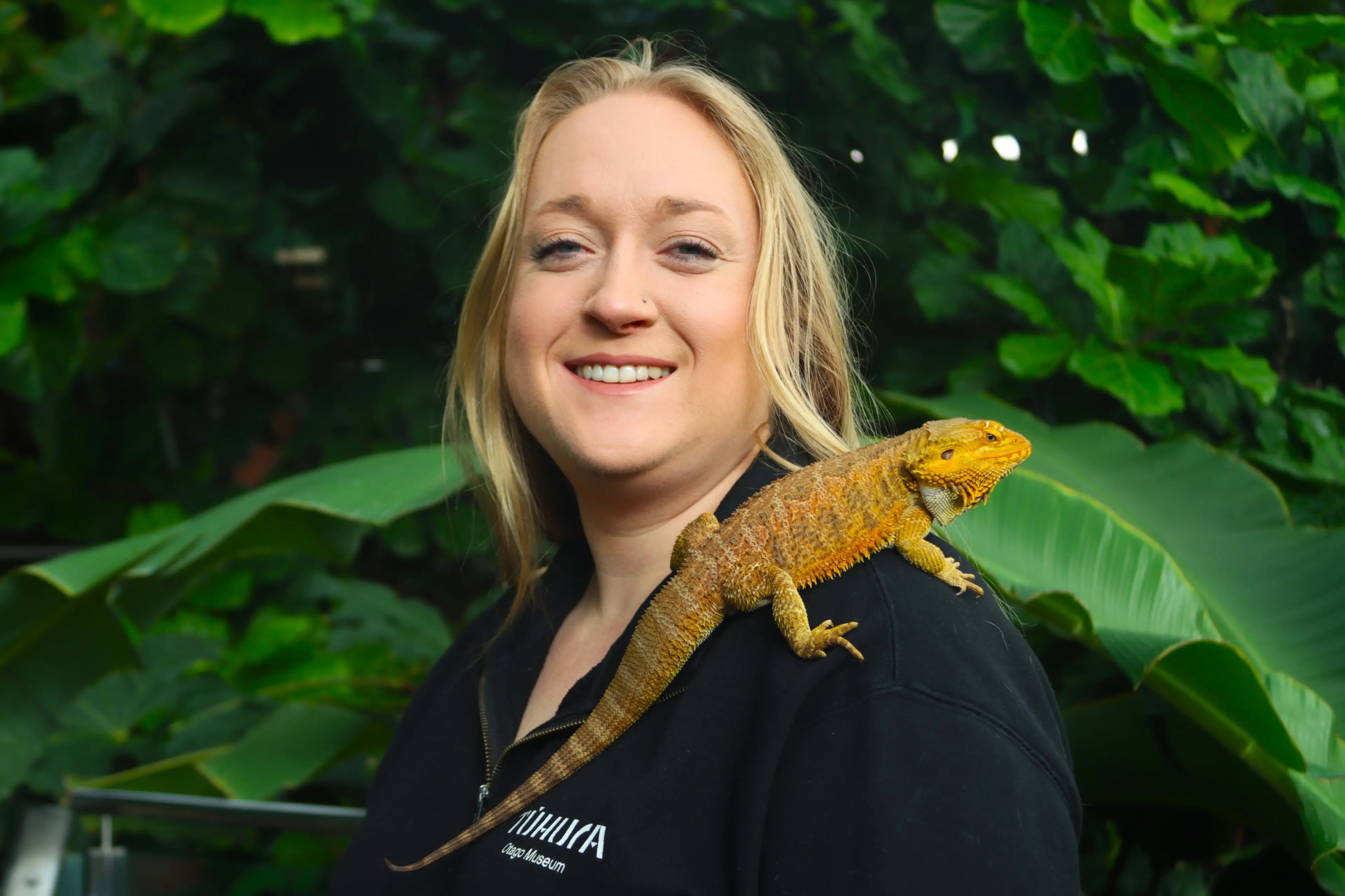 T\\u016Bhura Otago Museum living environments co-ordinator Samantha Edwards-Ingle has cared for Spyro the bearded dragon since he was only a few months old. Photo: Sam Henderson