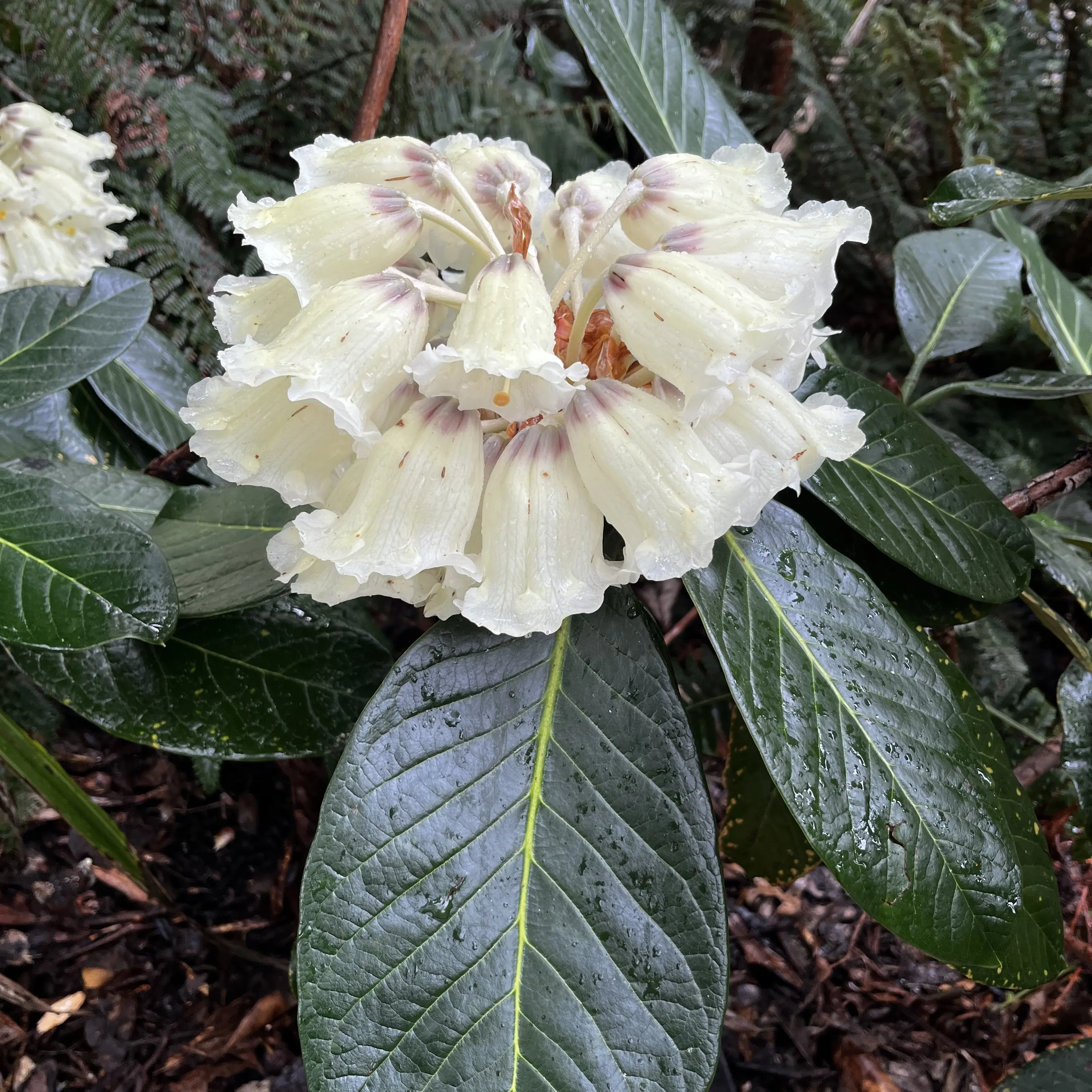 Garden Life: Rhododendrons’ beauty and adaptability helps them spread worldwide
