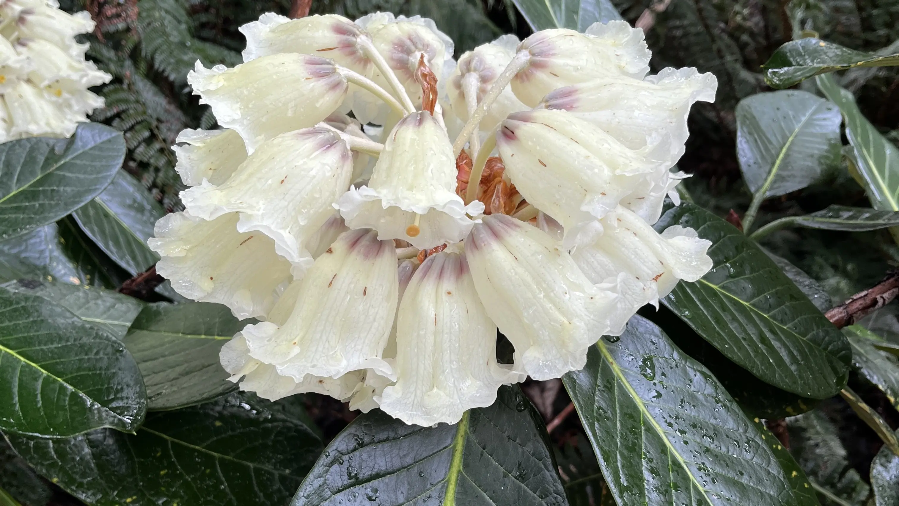 Garden Life: Rhododendrons’ beauty and adaptability helps them spread worldwide